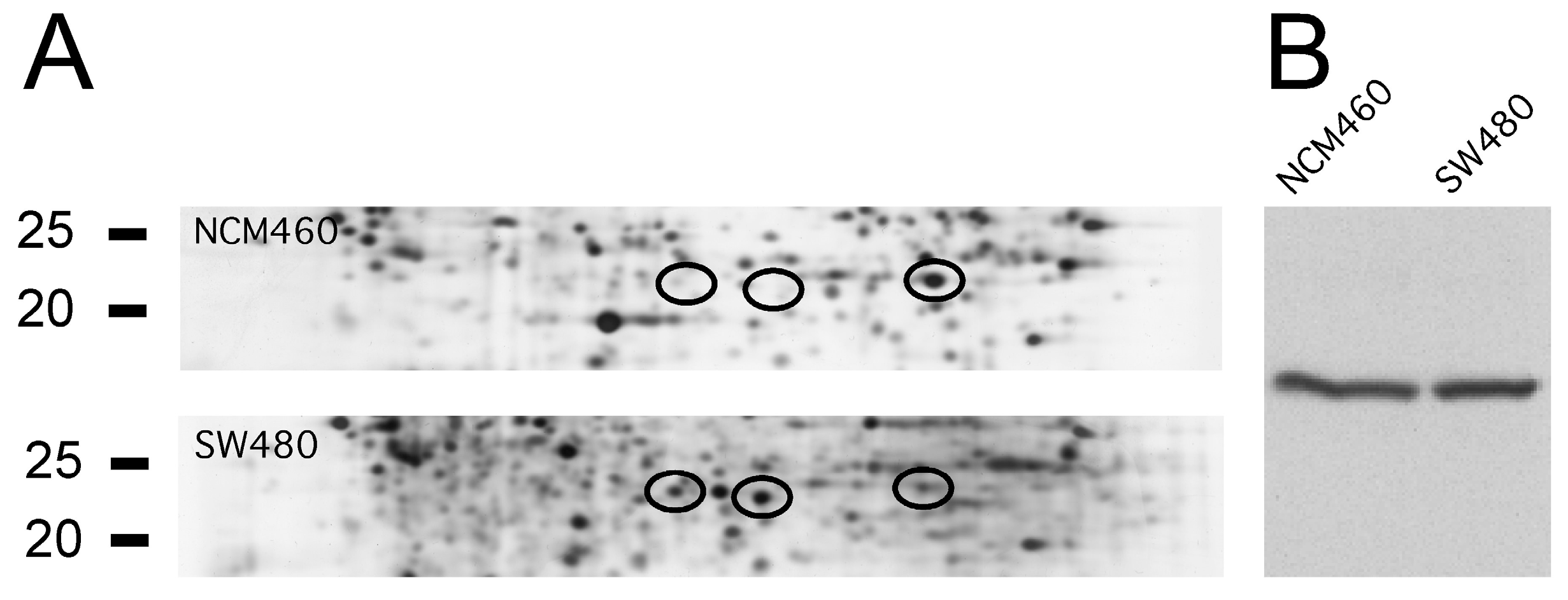 Ijms 21 03466 g006 Ijms 21 03466 g006