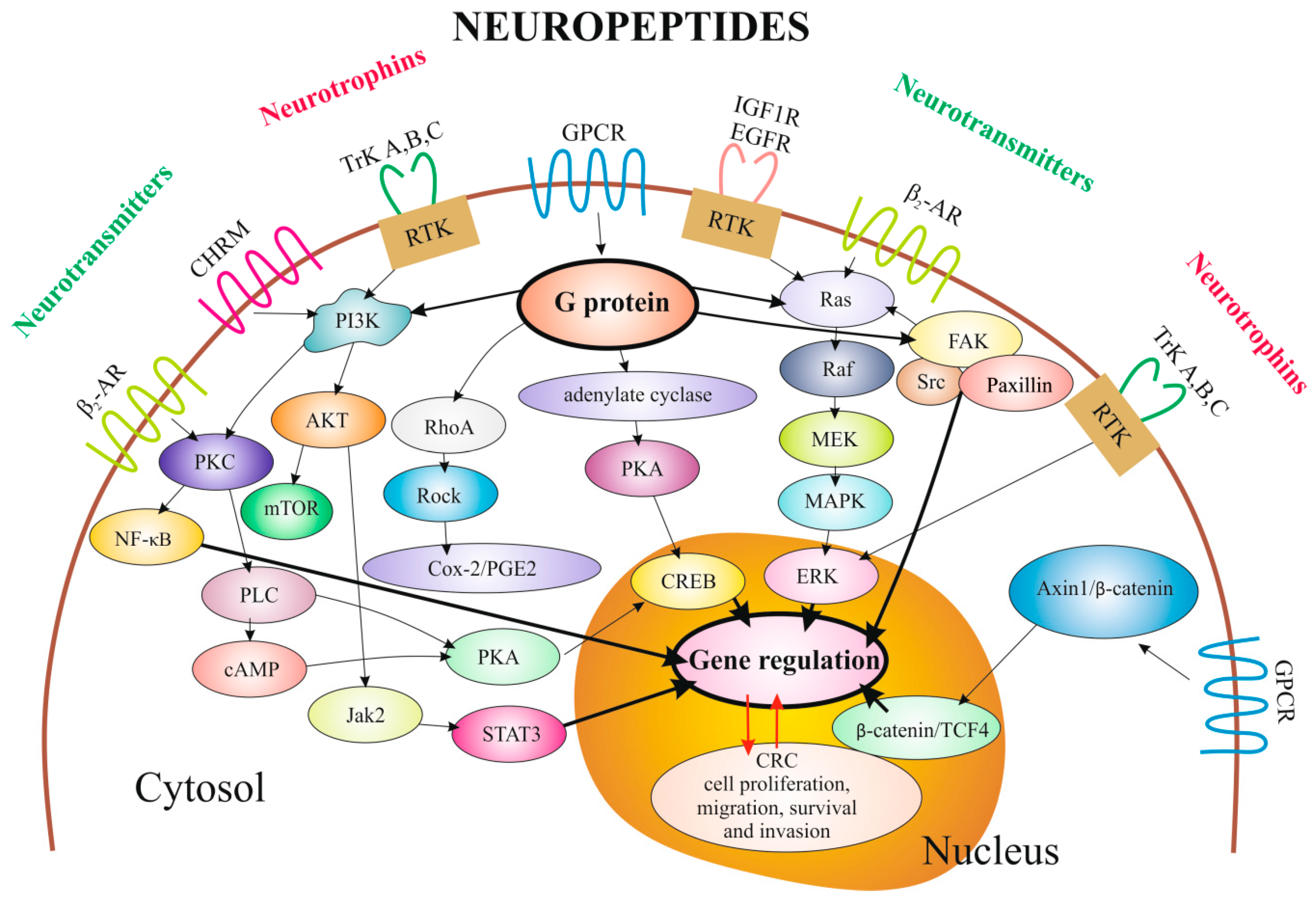 IJMS | Free Full-Text | The Neuropeptide System and Colorectal 