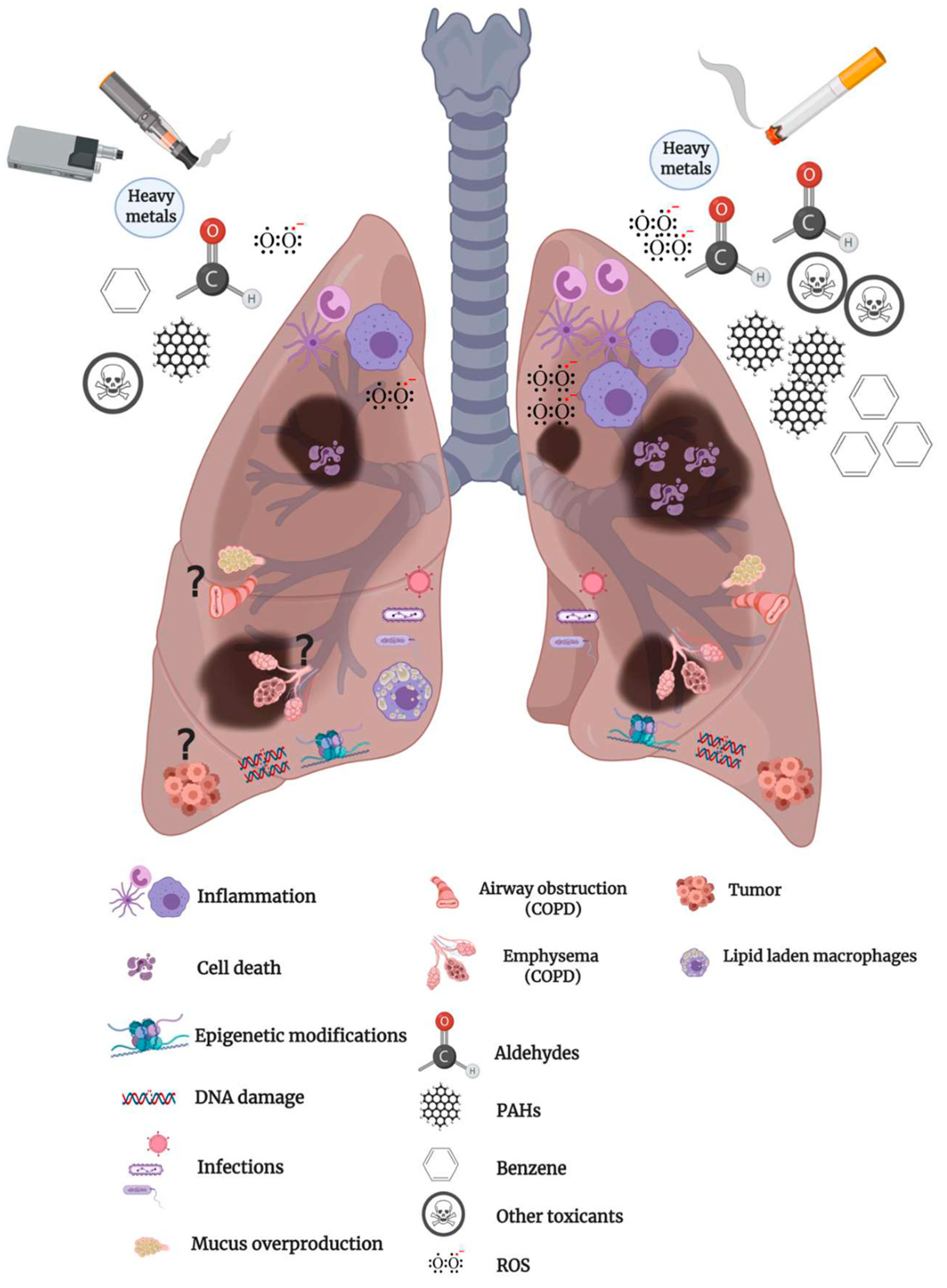 effects of smoking on the lungs