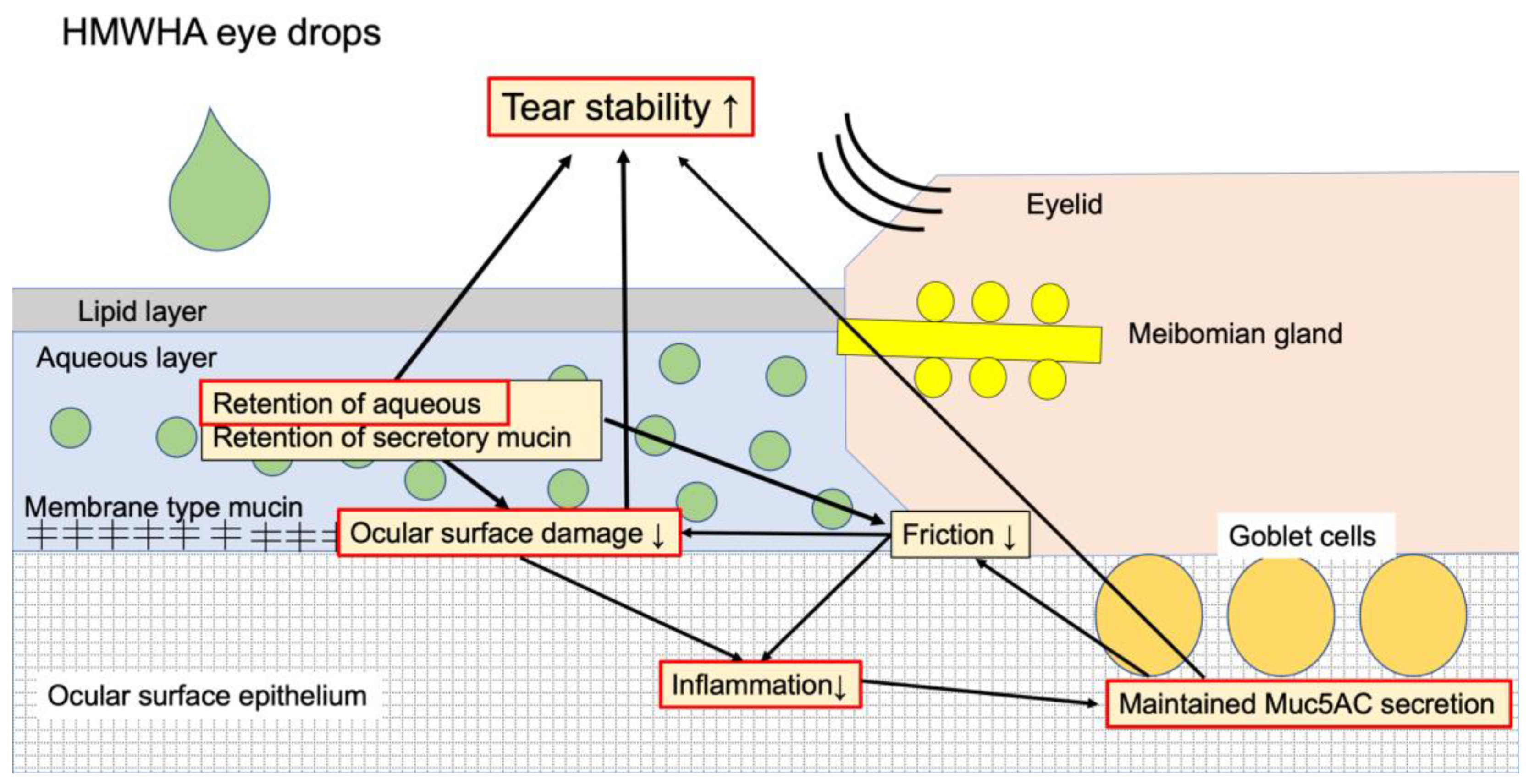IJMS Free FullText The Effects of High Molecular Weight Hyaluronic