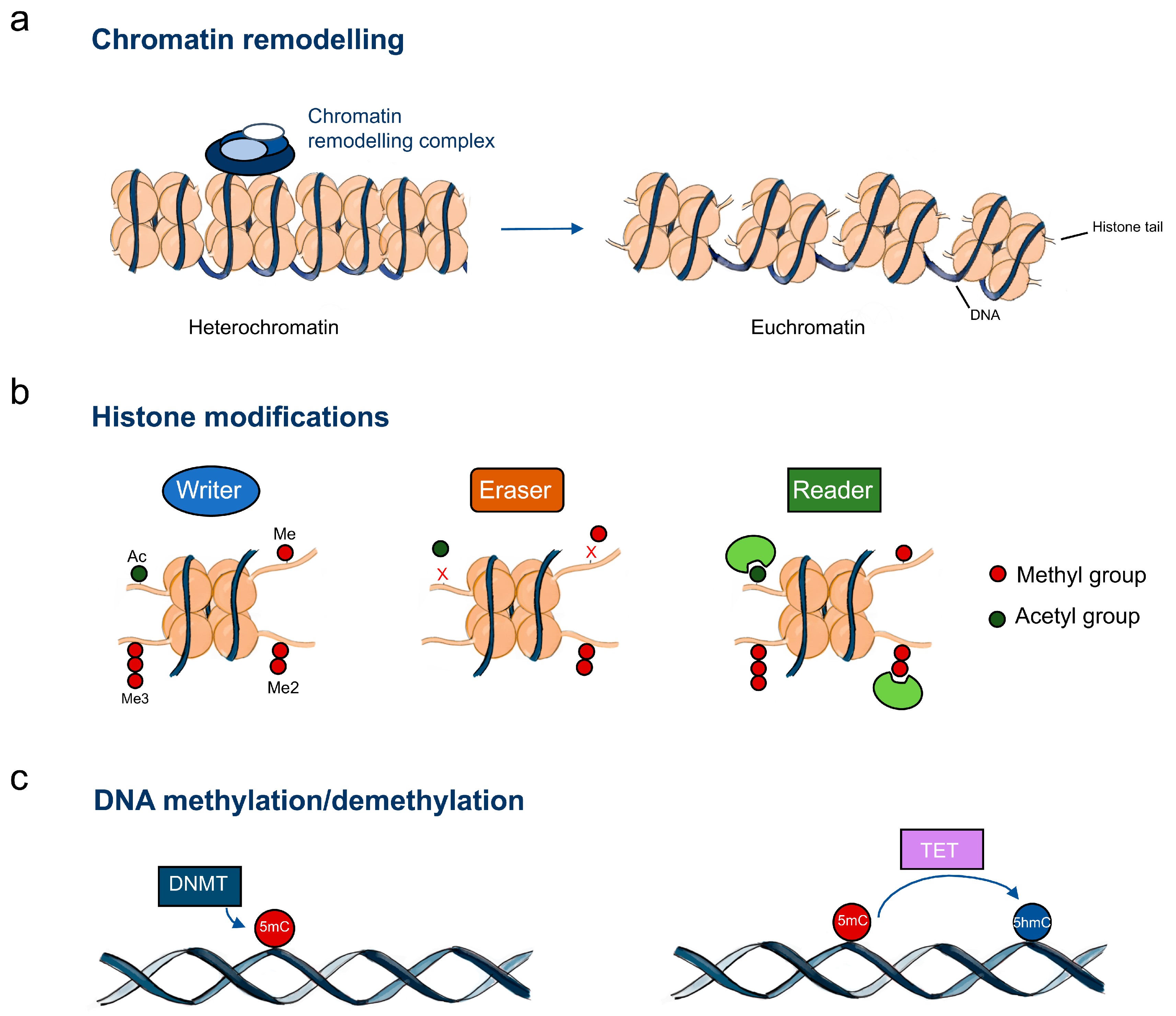 Ijms Free Full Text Epigenetic Alterations In Oesophageal Cancer Expression And Role Of The Involved Enzymes Html