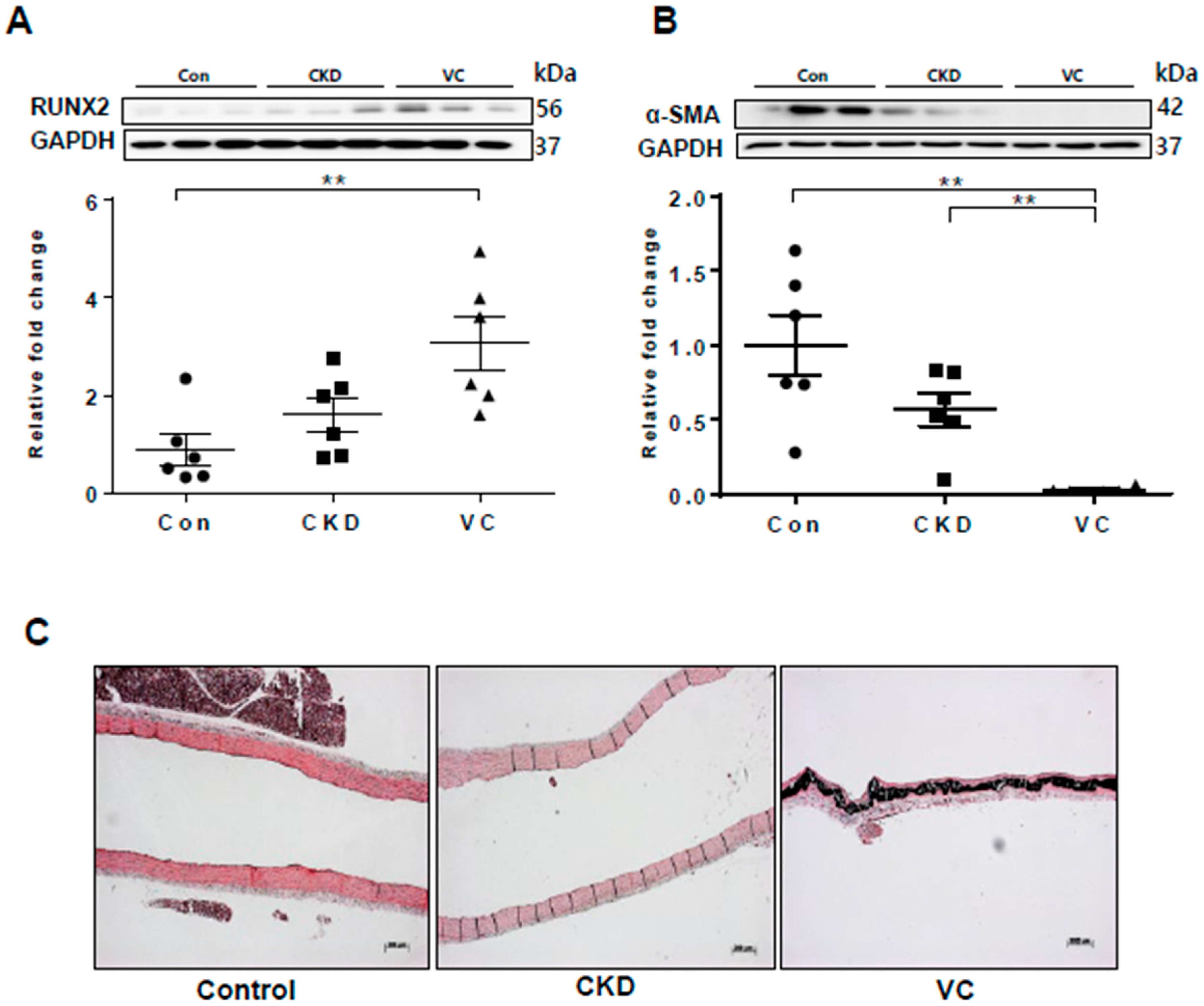 Ijms 21 03539 g006 Ijms 21 03539 g006