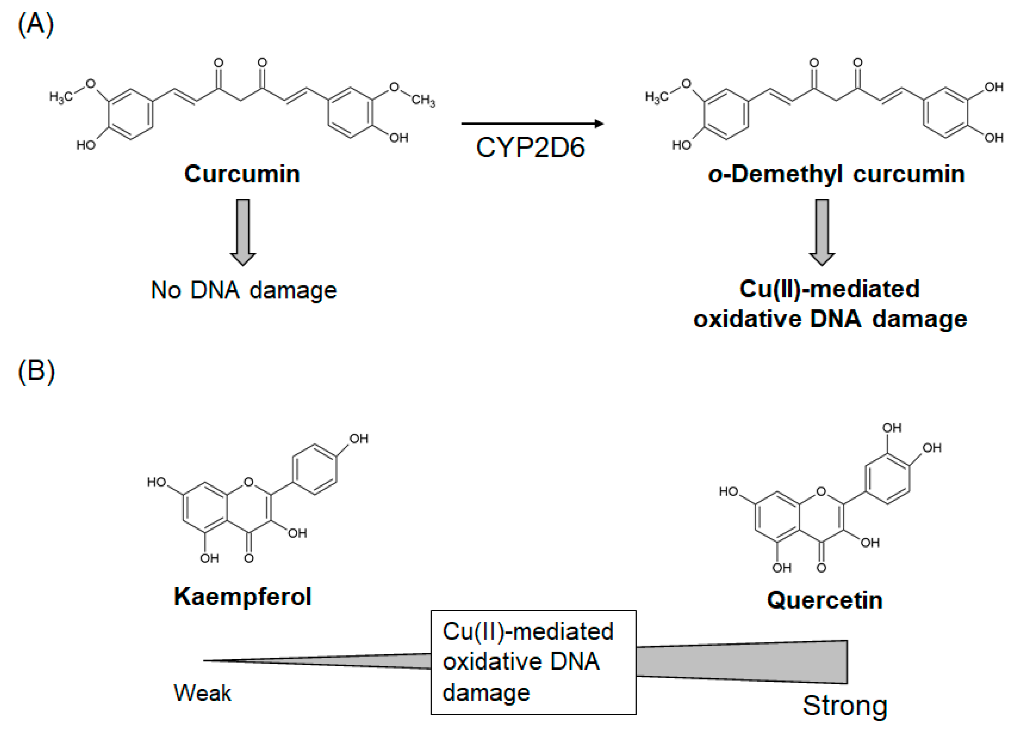 Polyphenols with Anti-Amyloid β Aggregation Show Potential