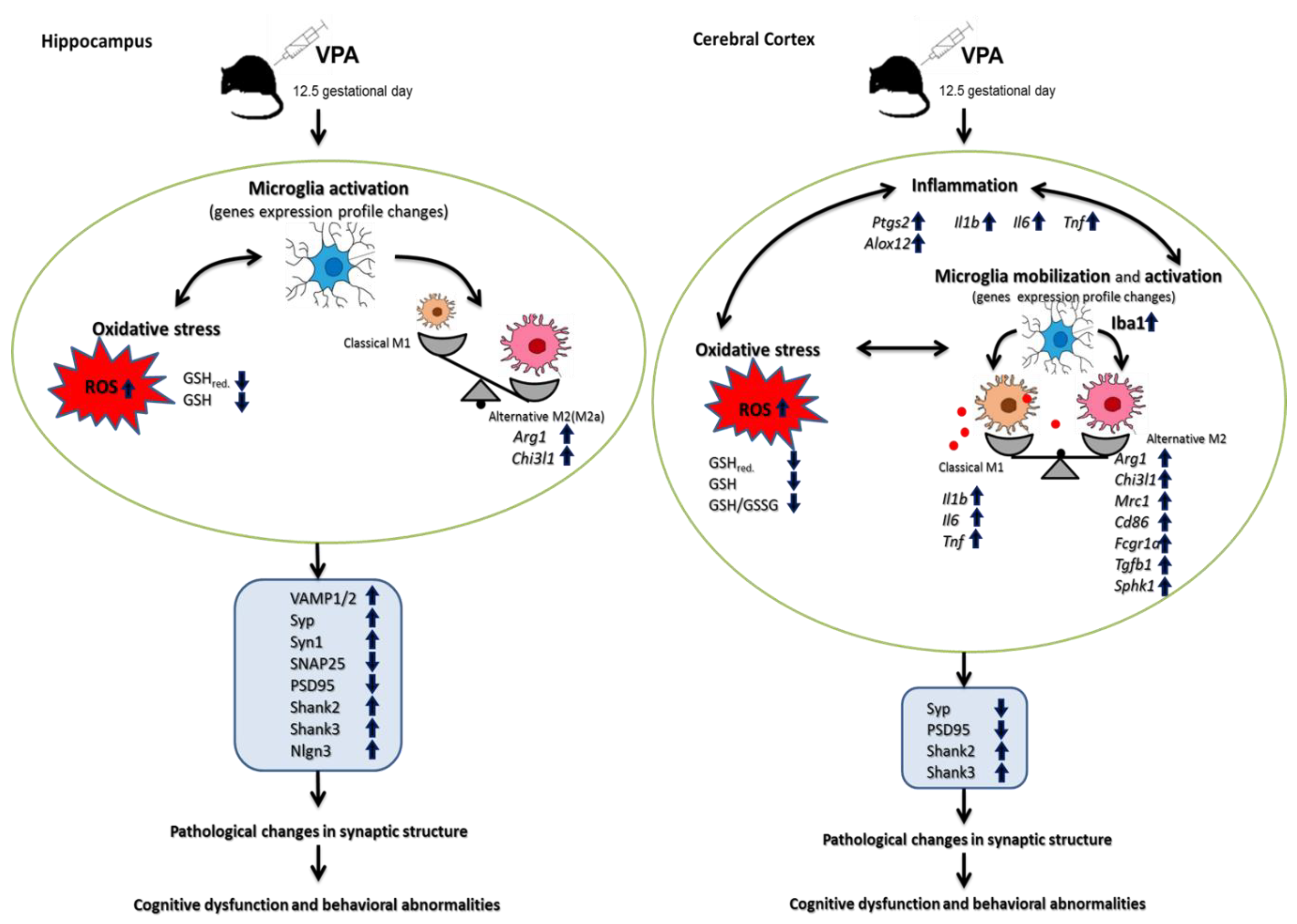 Ijms 21 03576 g012 Ijms 21 03576 g012