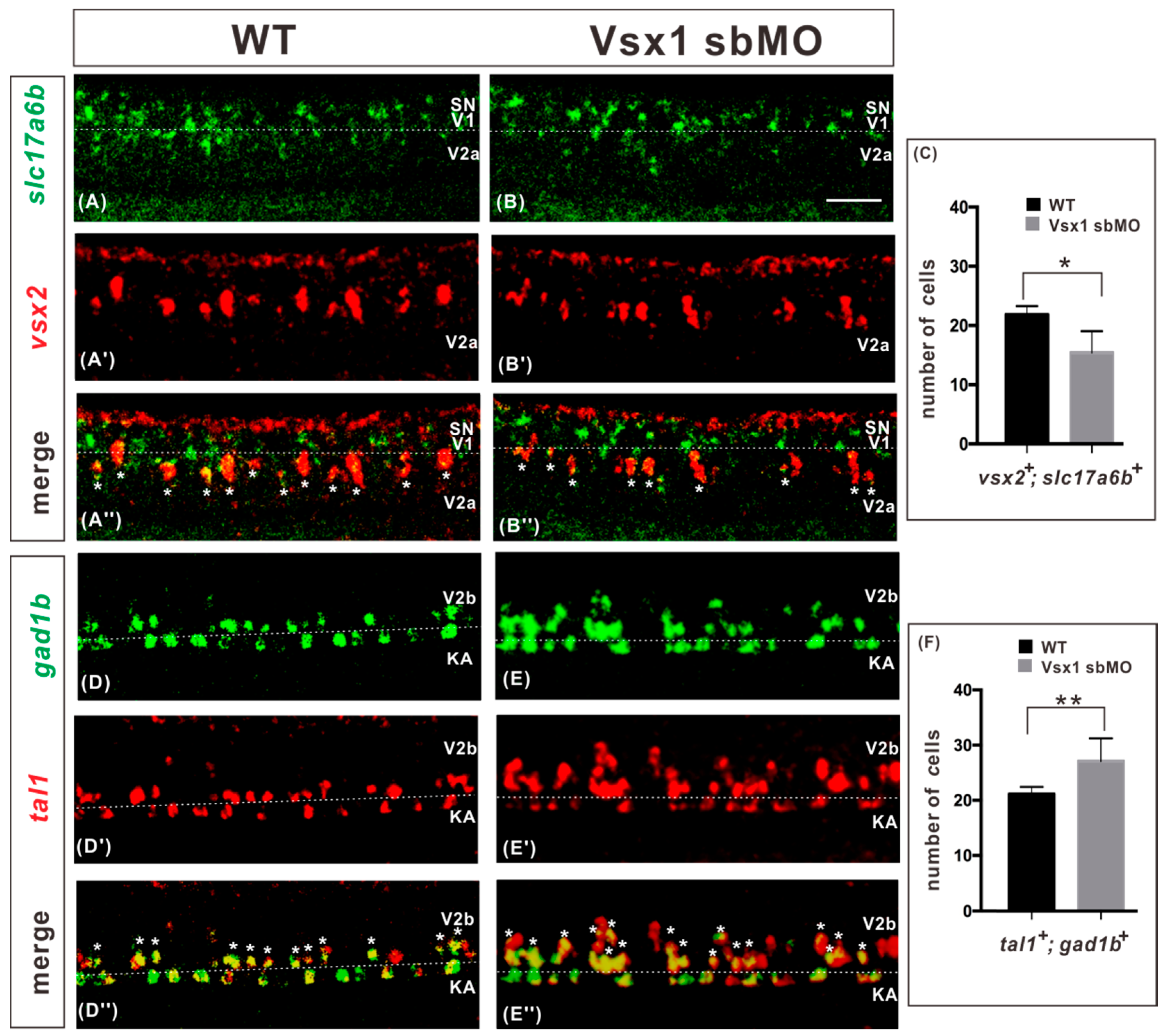 Ijms 21 03600 g002 Ijms 21 03600 g002