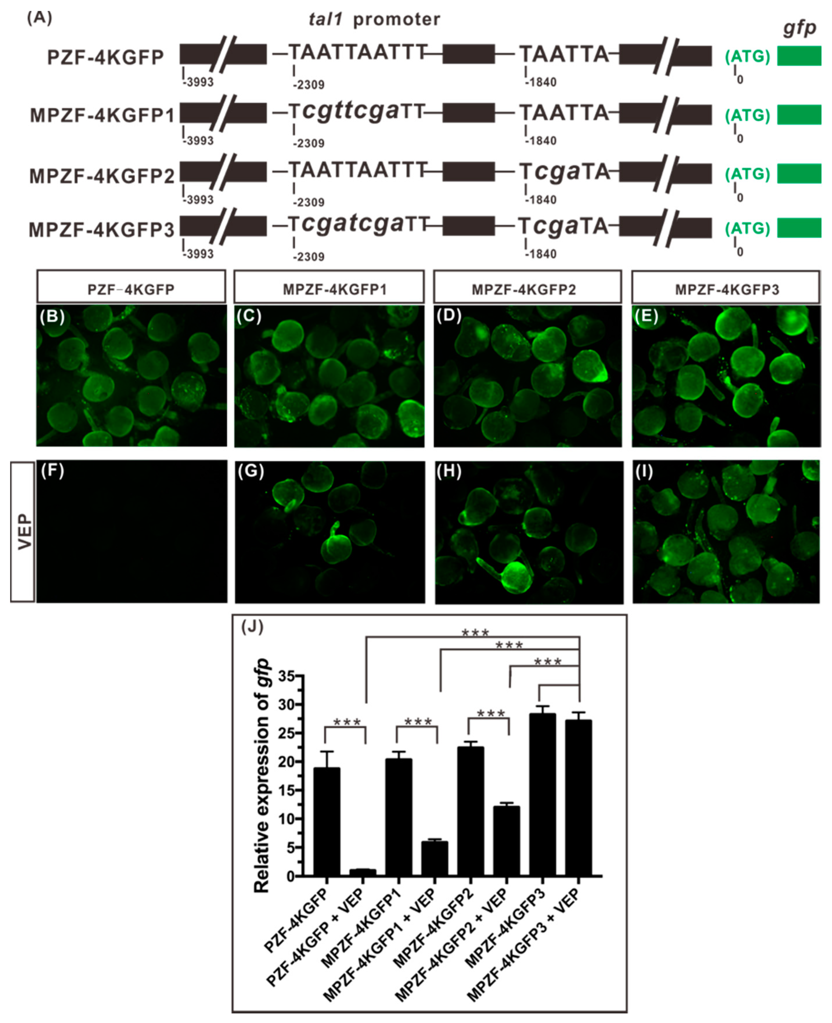 Ijms 21 03600 g005 Ijms 21 03600 g005