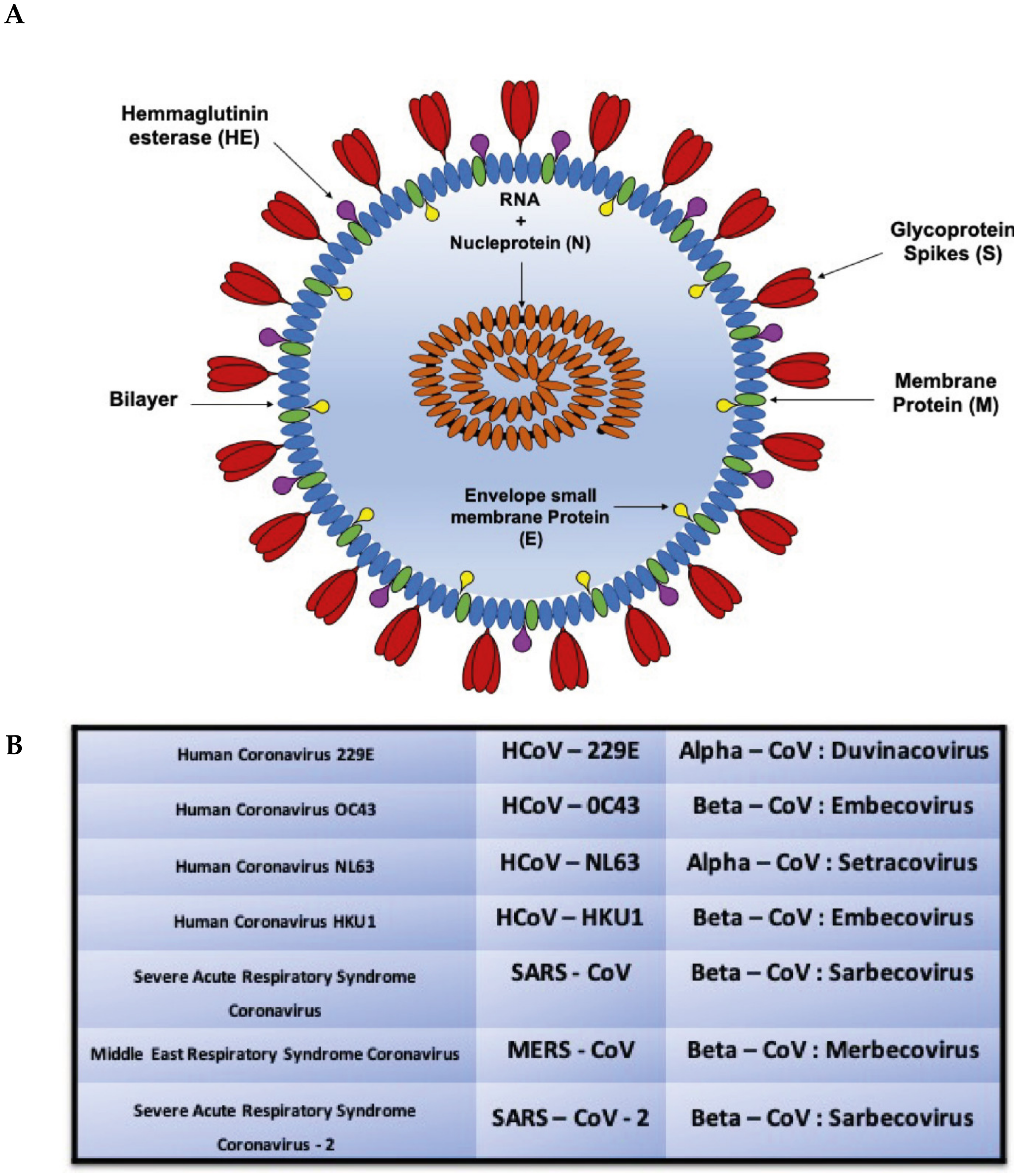 Коронавирус полном. РНК SARS-cov-2. Коронавирус штаммы. Коронавирус названия штаммов. Таблица штаммов коронавируса.