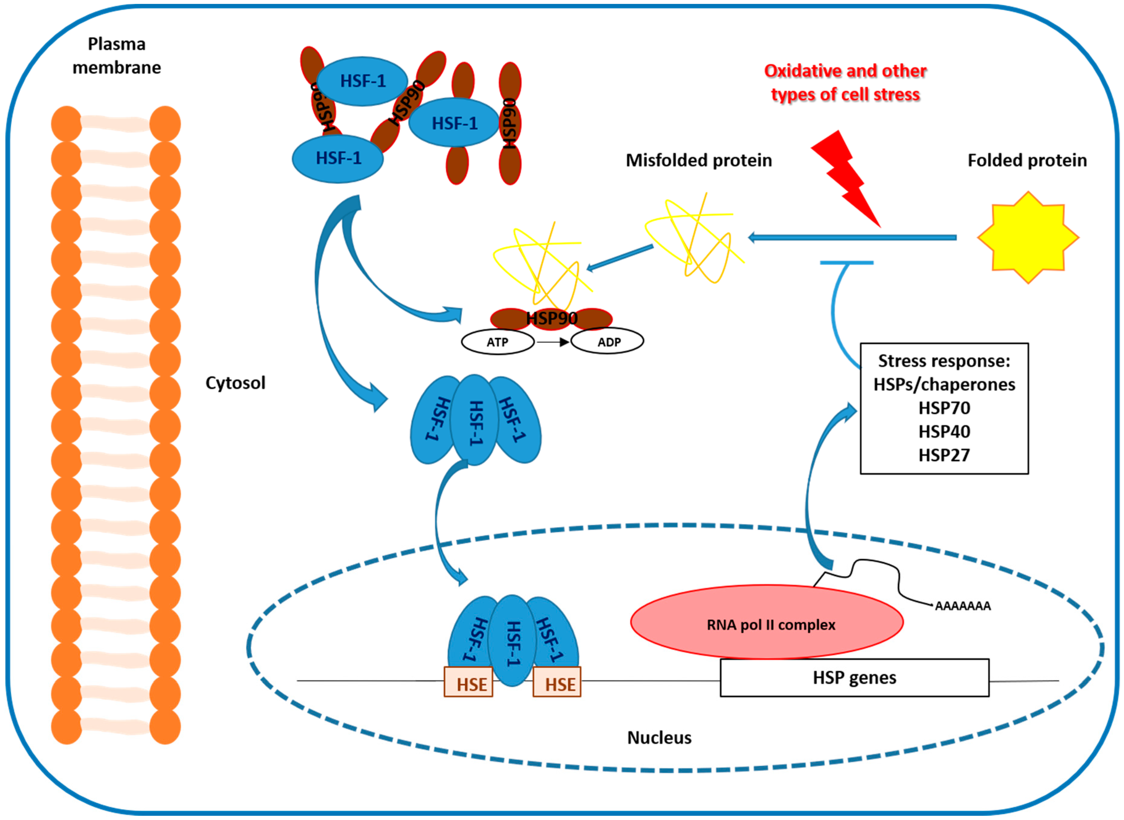 Ijms 21 03623 g001 Ijms 21 03623 g001