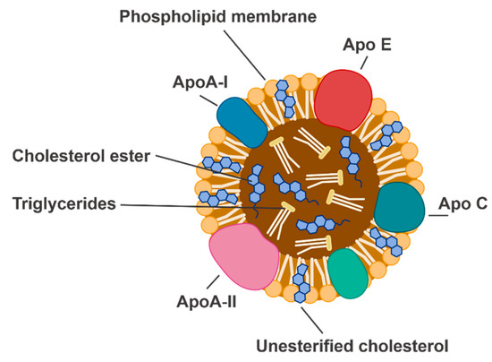 IJMS | Free Full-Text | The Role of High-Density Lipoproteins in