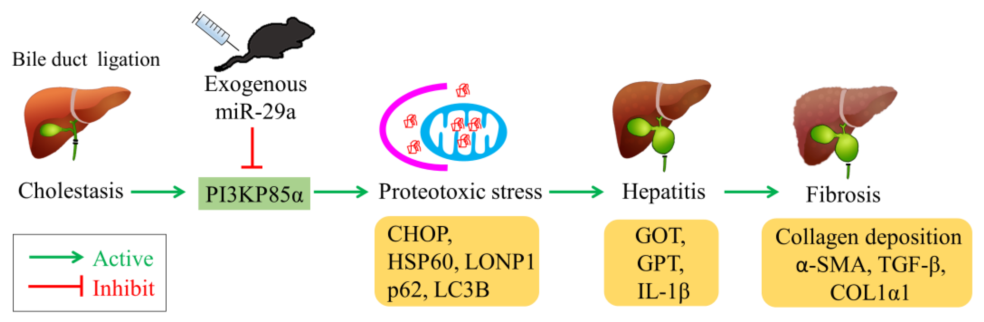Ijms 21 03636 g005 Ijms 21 03636 g005