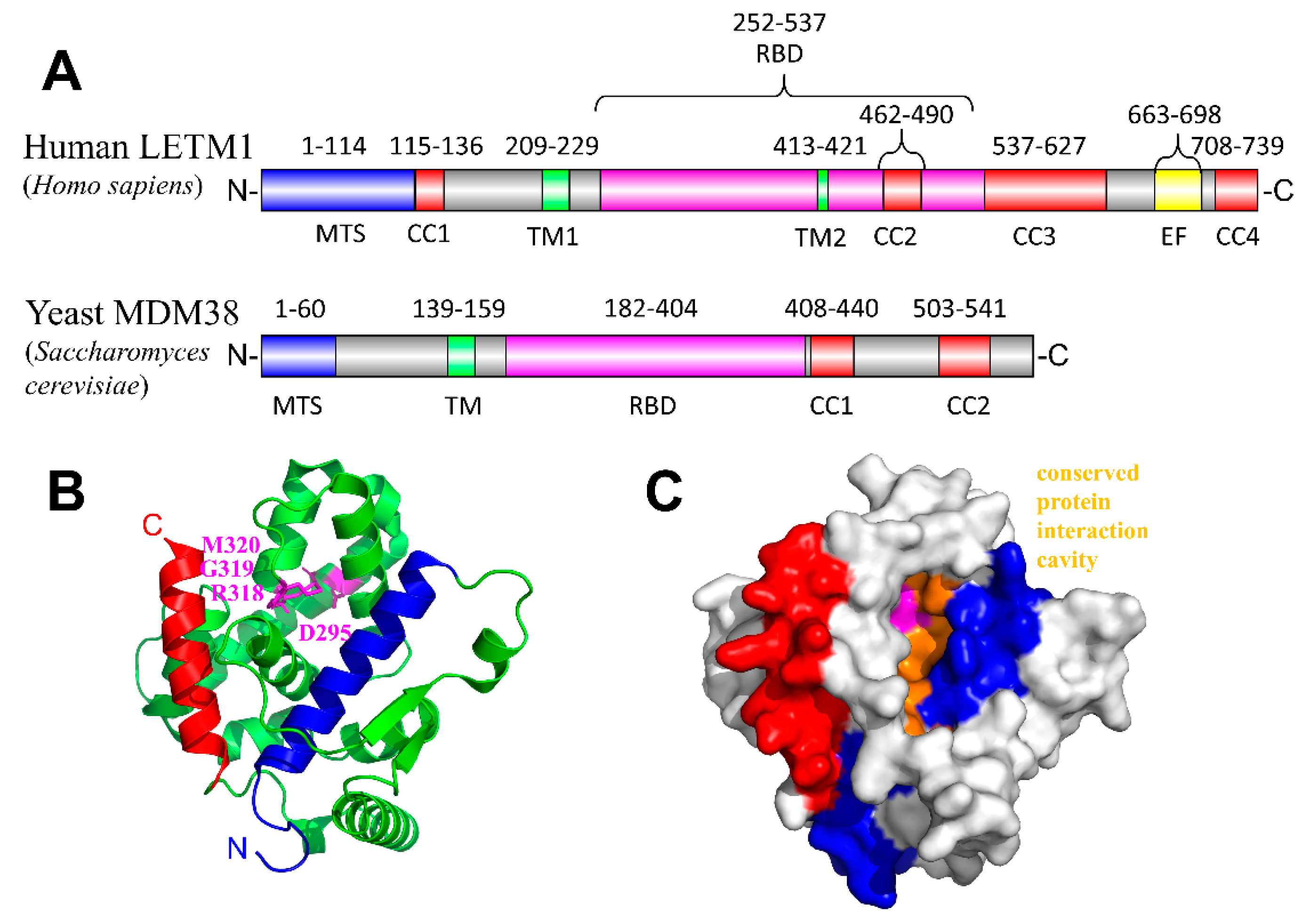 Ijms 21 03642 g004 Ijms 21 03642 g004
