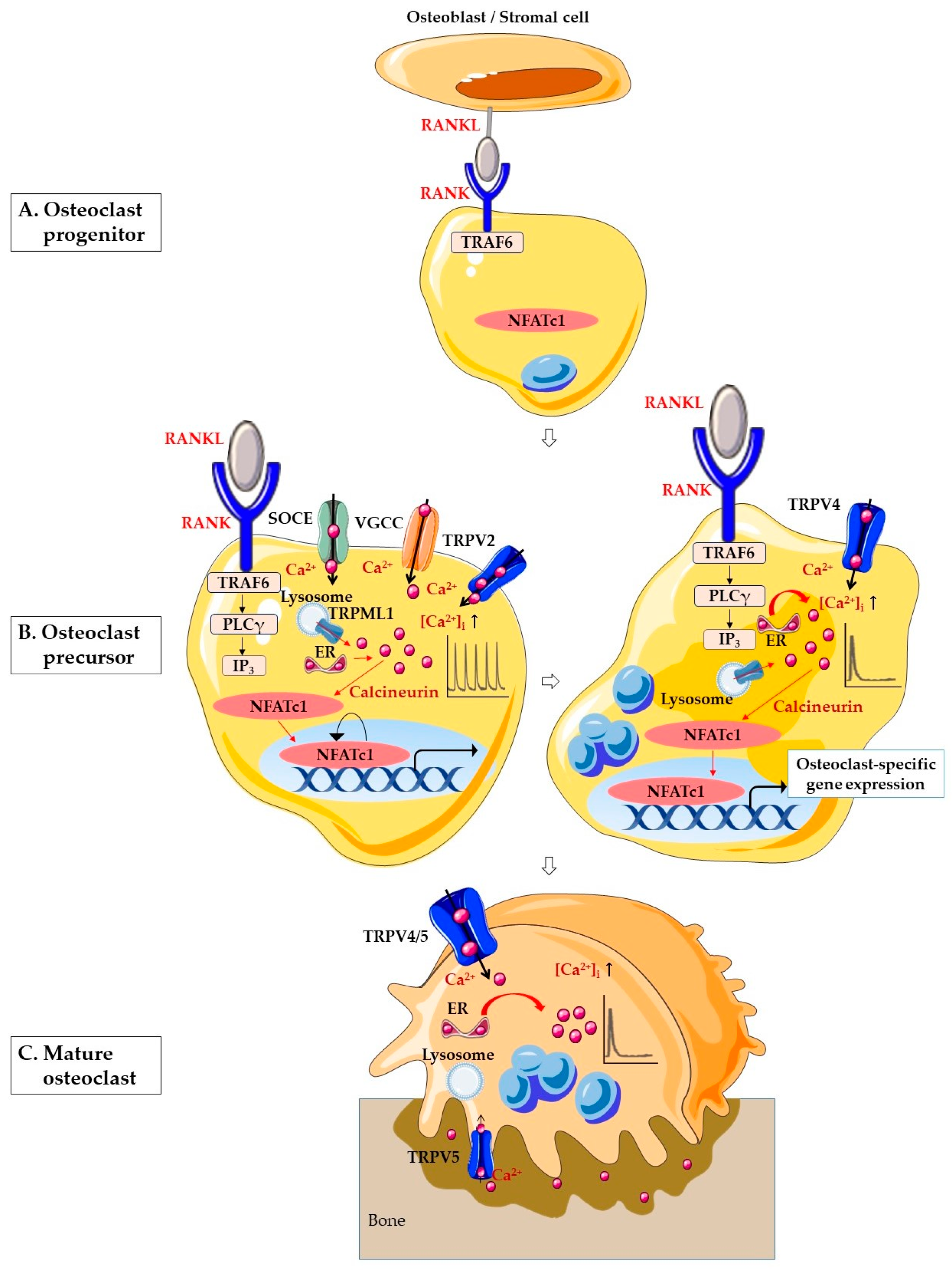 Ijms 21 03646 g001 Ijms 21 03646 g001