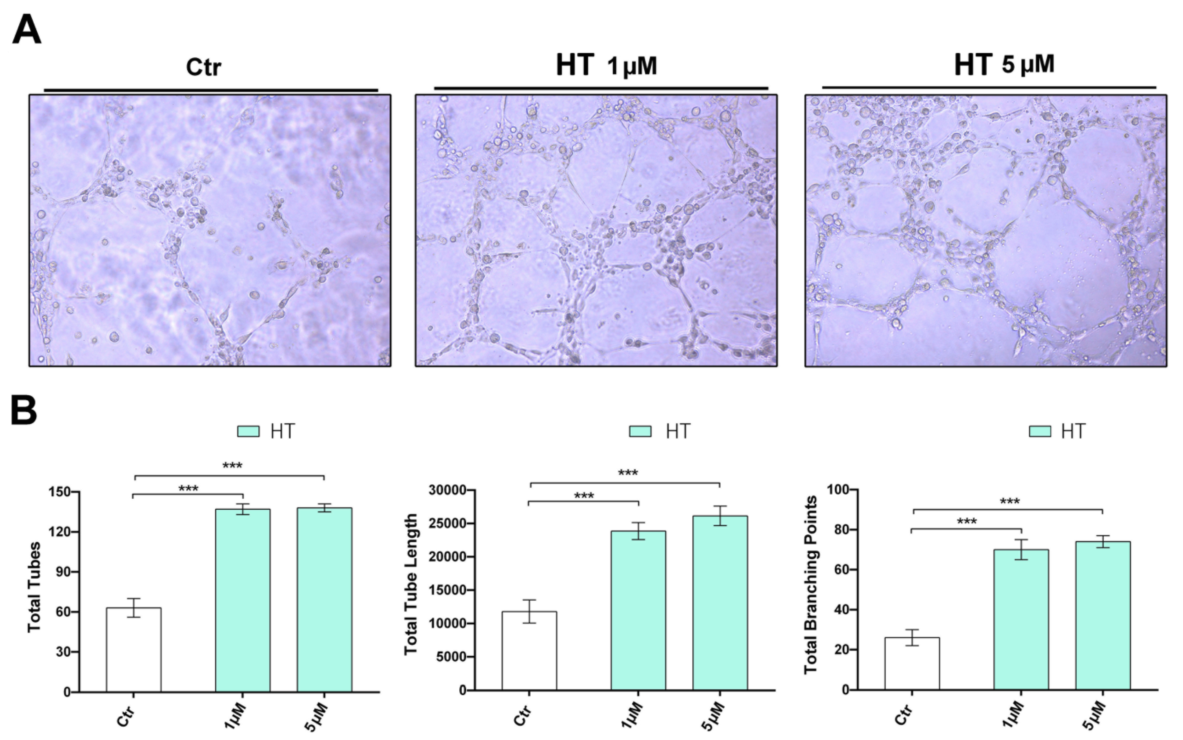 Ijms 21 03657 g004 Ijms 21 03657 g004
