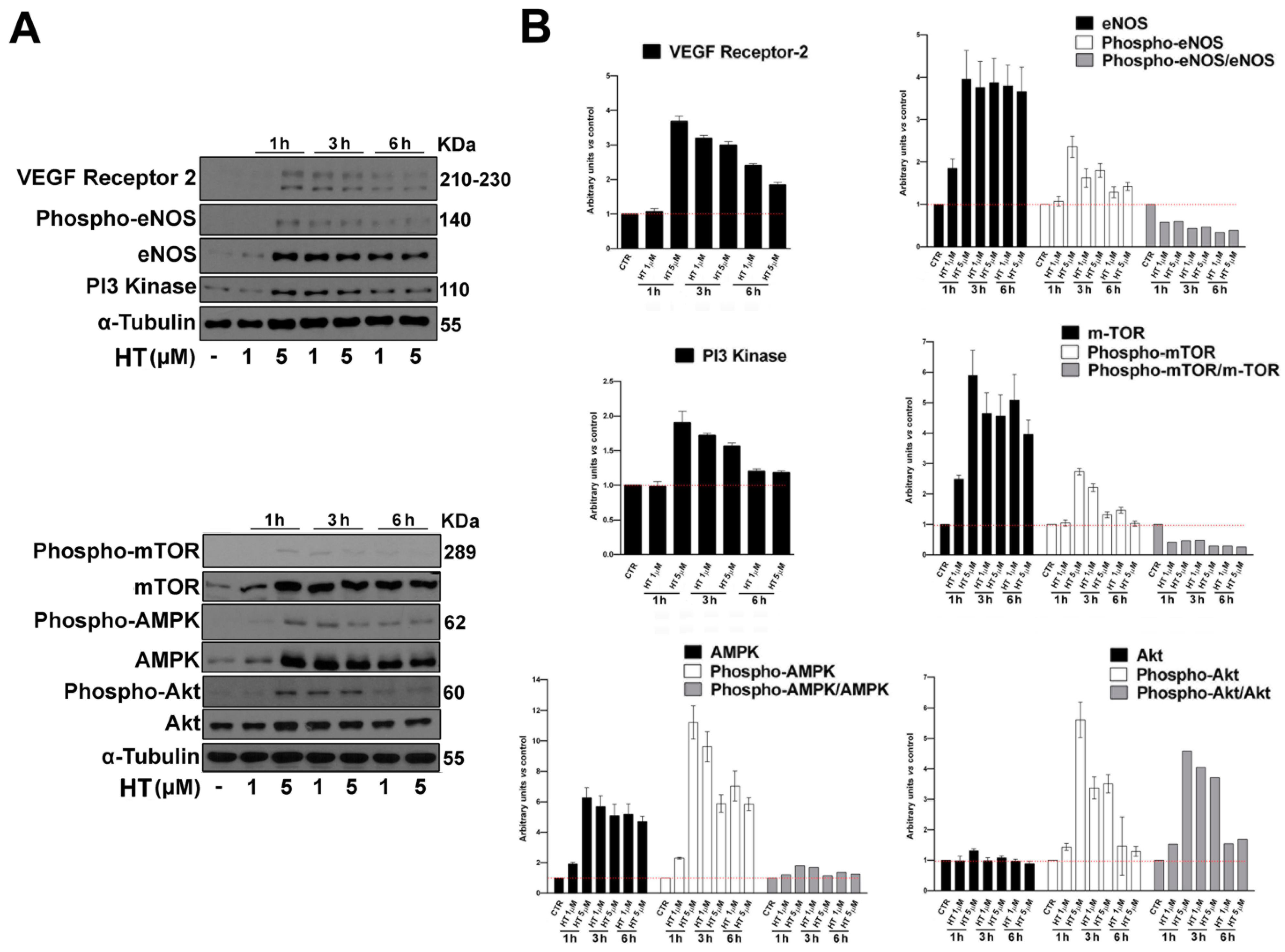 Ijms 21 03657 g005 Ijms 21 03657 g005