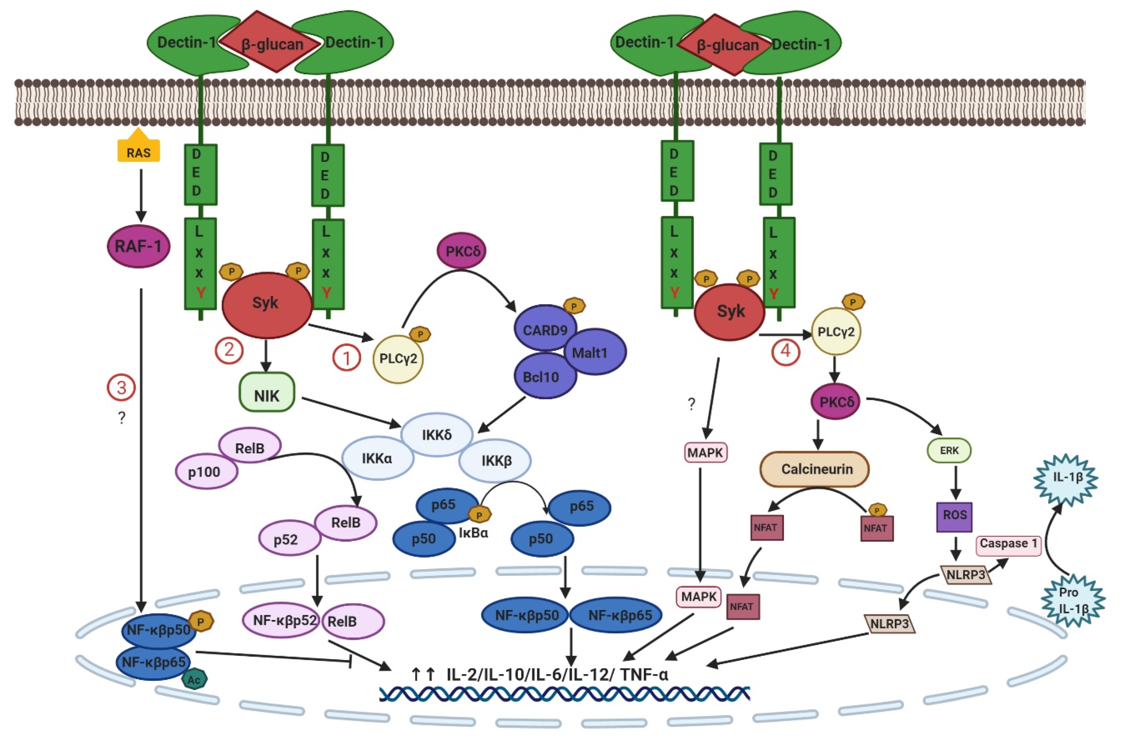 Ijms Free Full Text Immunoregulatory Property Of C Type Lectin Like Receptors In Fibrosing Interstitial Lung Diseases Html
