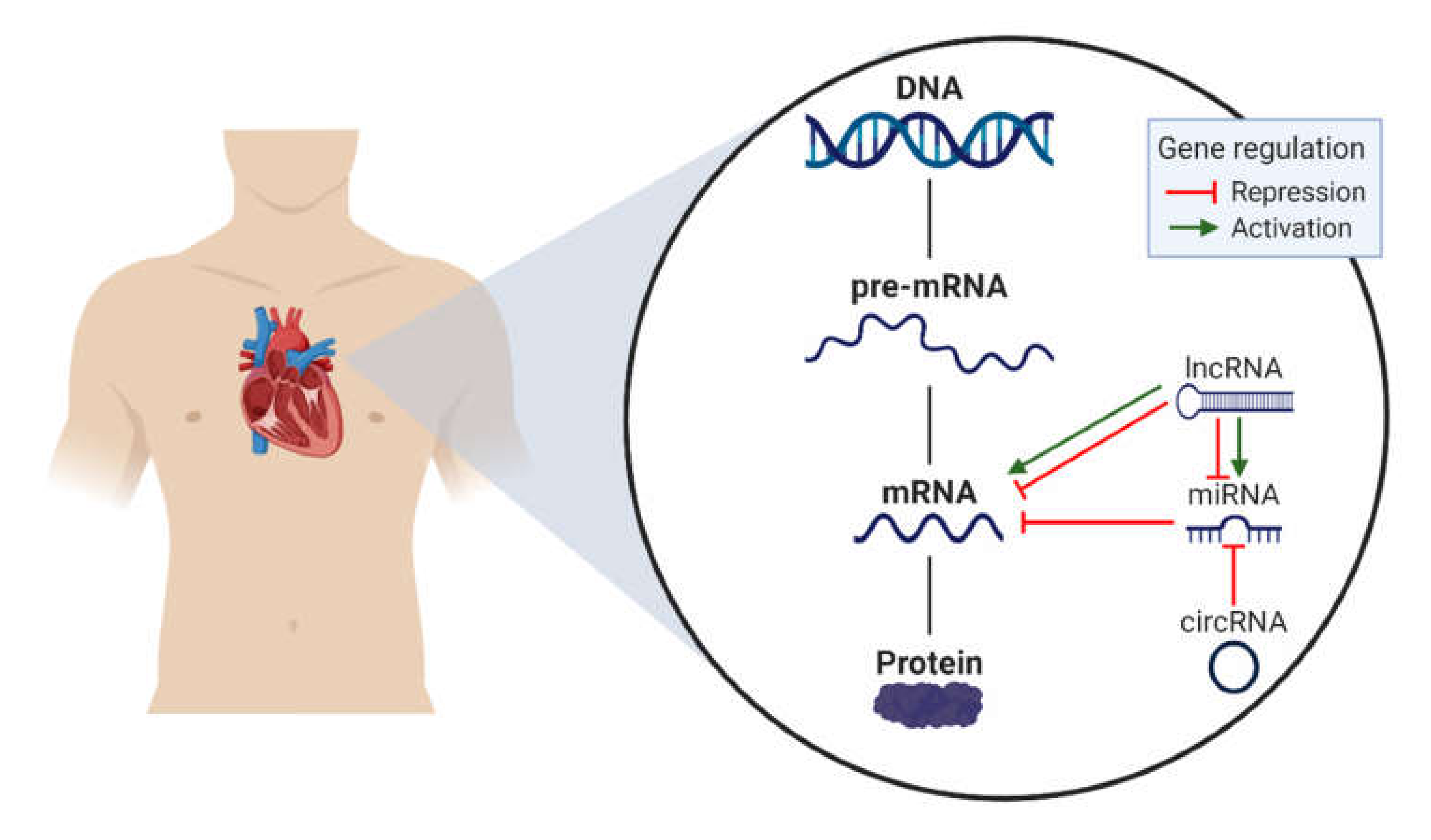 Ijms 21 03666 g001 Ijms 21 03666 g001