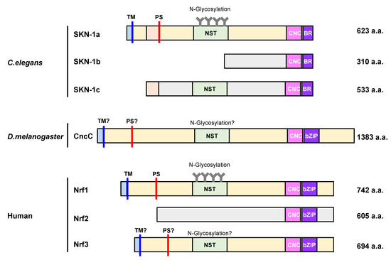 ER-Resident Transcription Factor Nrf1 Regulates Proteasome