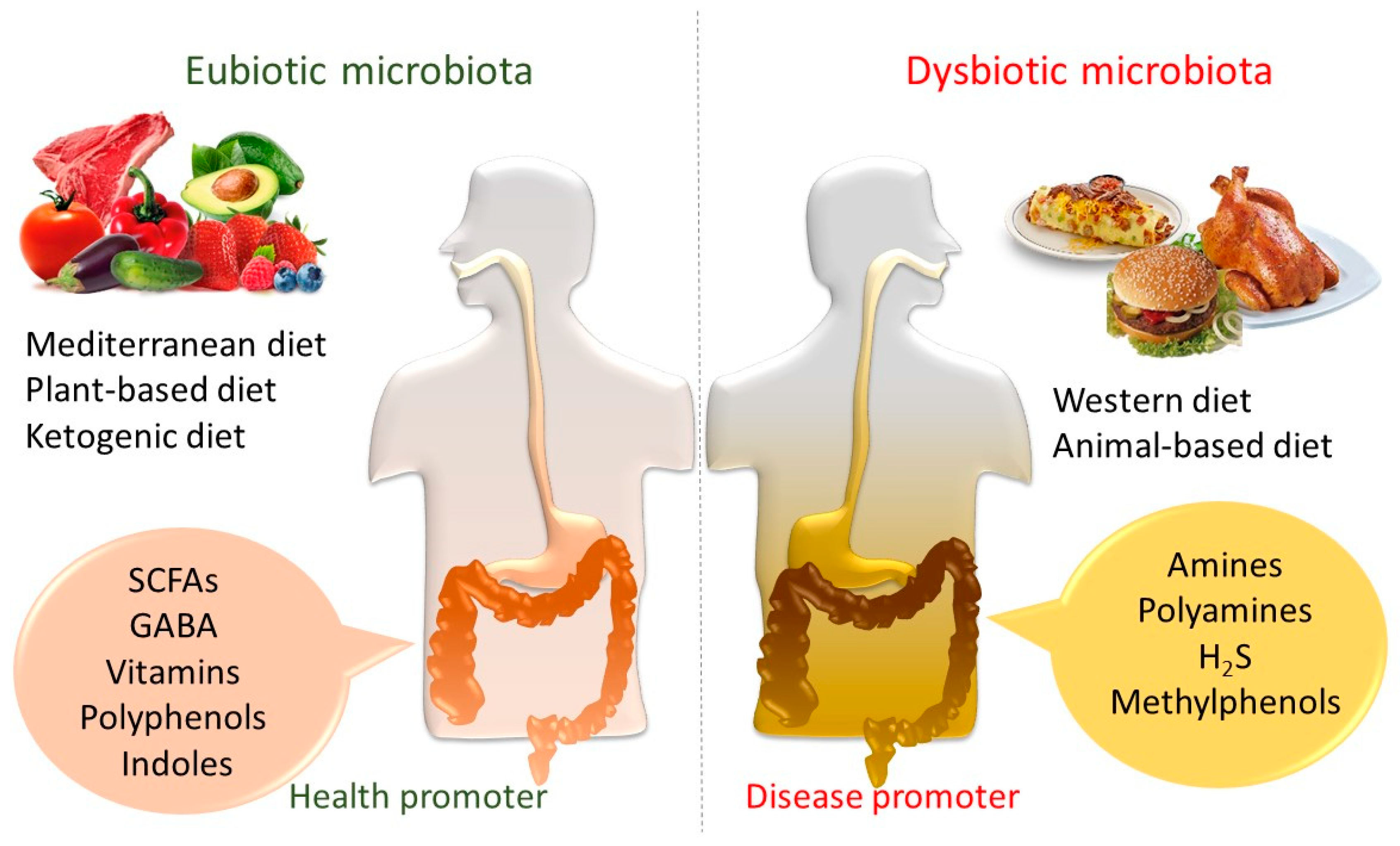 Ijms Free Full Text Gut Microbiota Metabolism And Interaction With