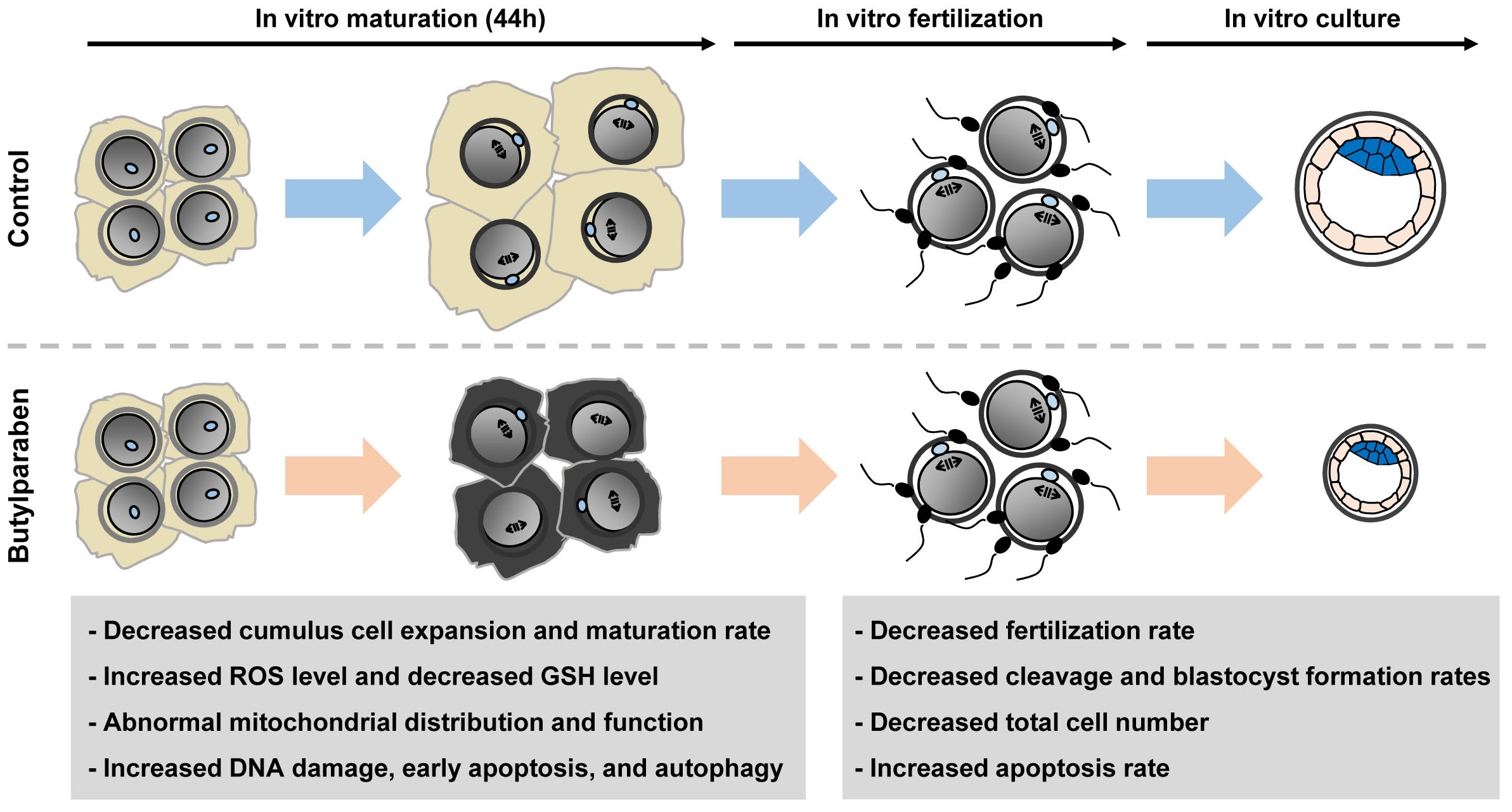 cleavage in fertilization