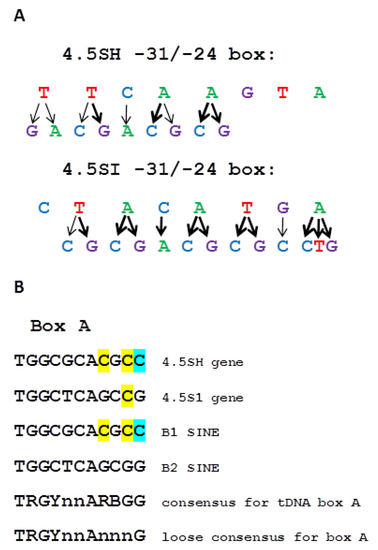IJMS | Free Full-Text | TATA-Like Boxes in RNA Polymerase III Promoters ...