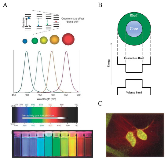 IJMS Free FullText Unravelling the Potential of Graphene Quantum