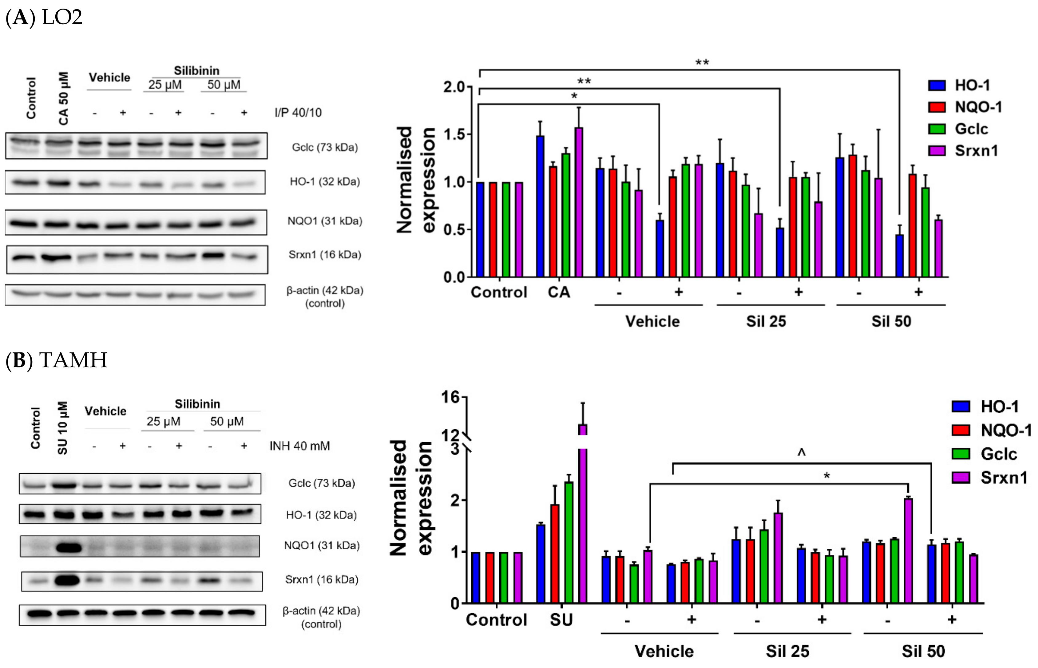 Ijms 21 03714 g005 Ijms 21 03714 g005