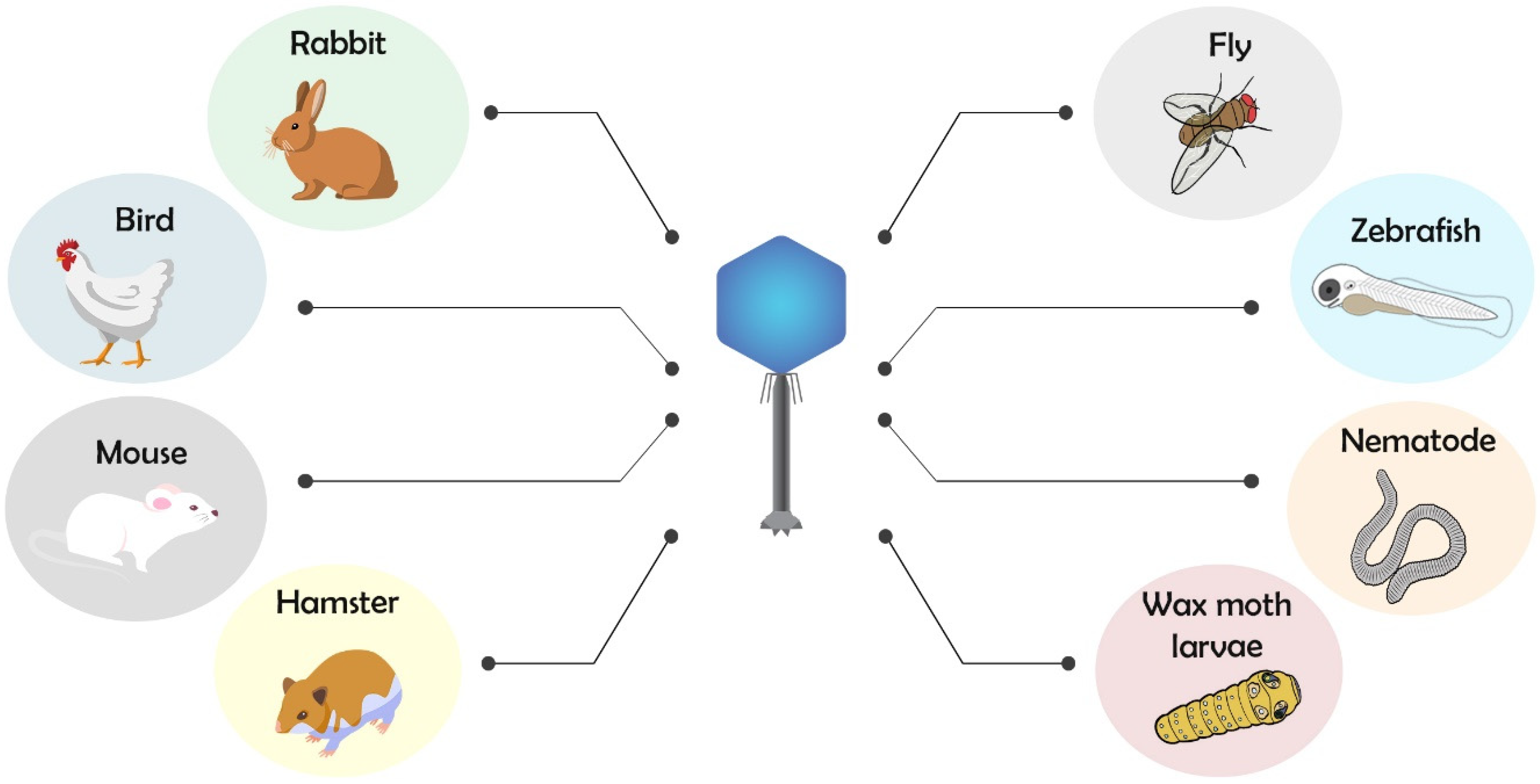 IJMS Free FullText Animal Models to Translate Phage Therapy to
