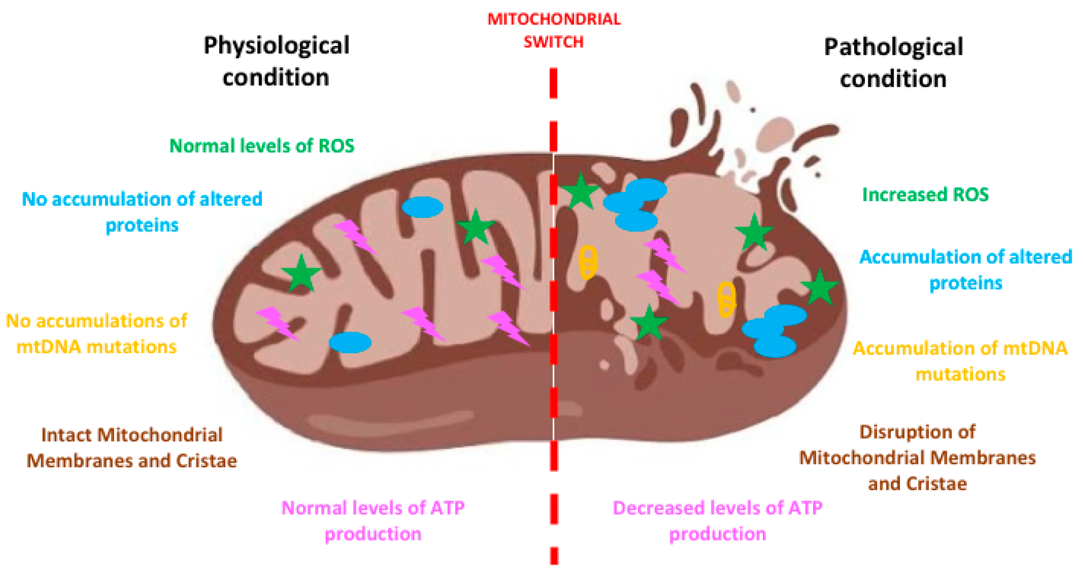 Mitochondrial Disorder
