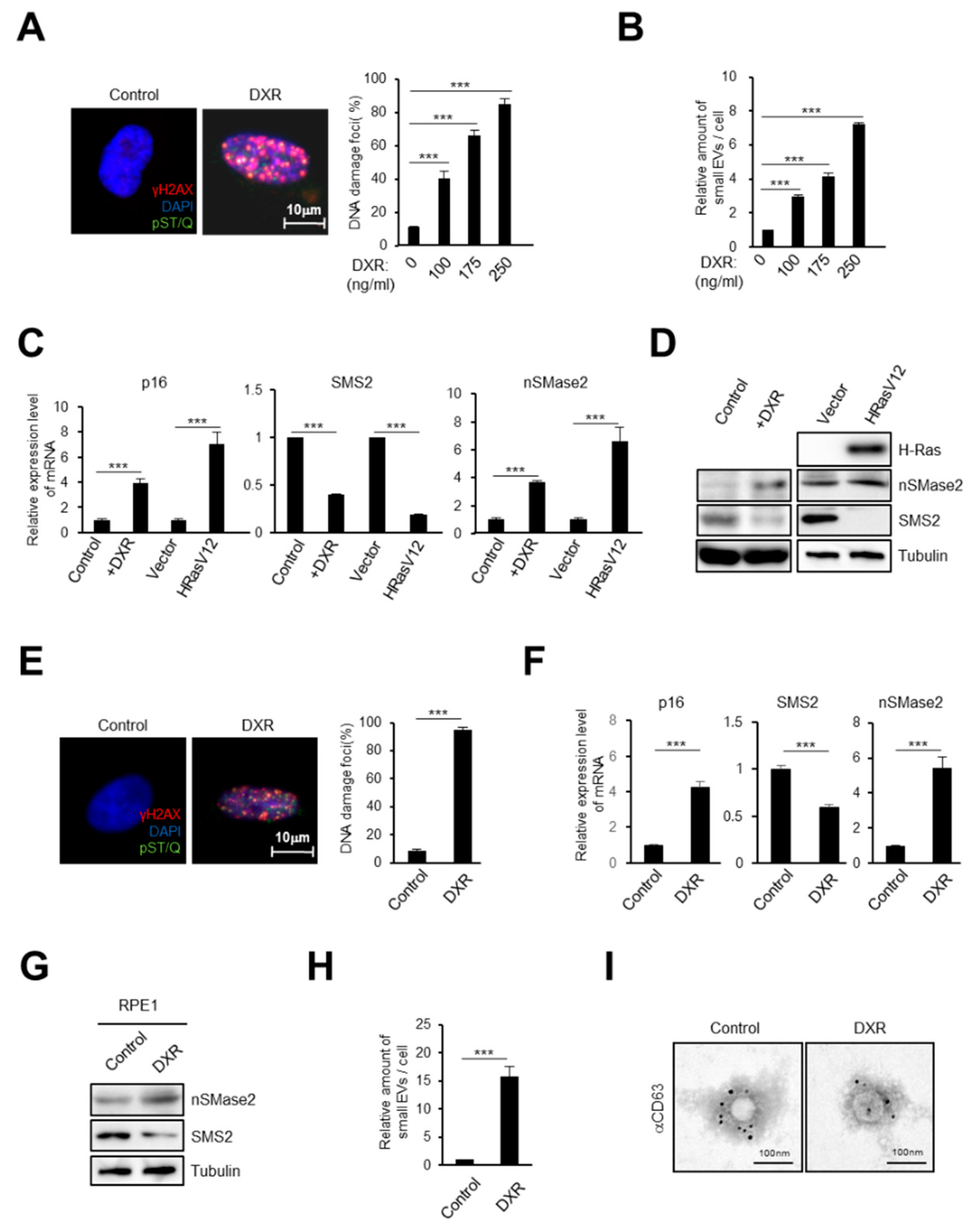 Ijms 21 03720 g001 Ijms 21 03720 g001