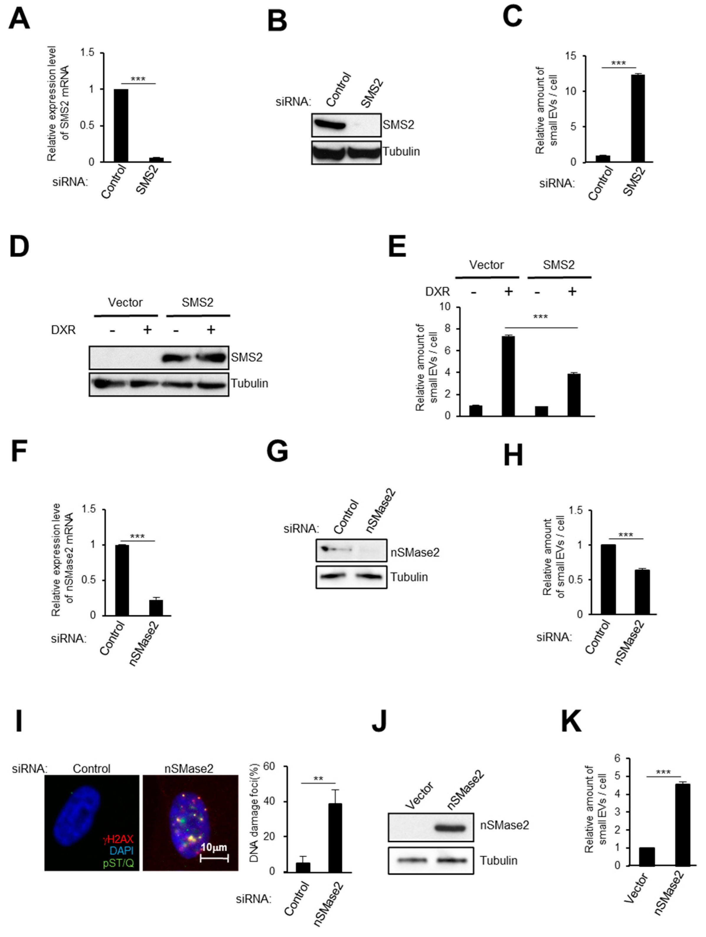 Ijms 21 03720 g002 Ijms 21 03720 g002