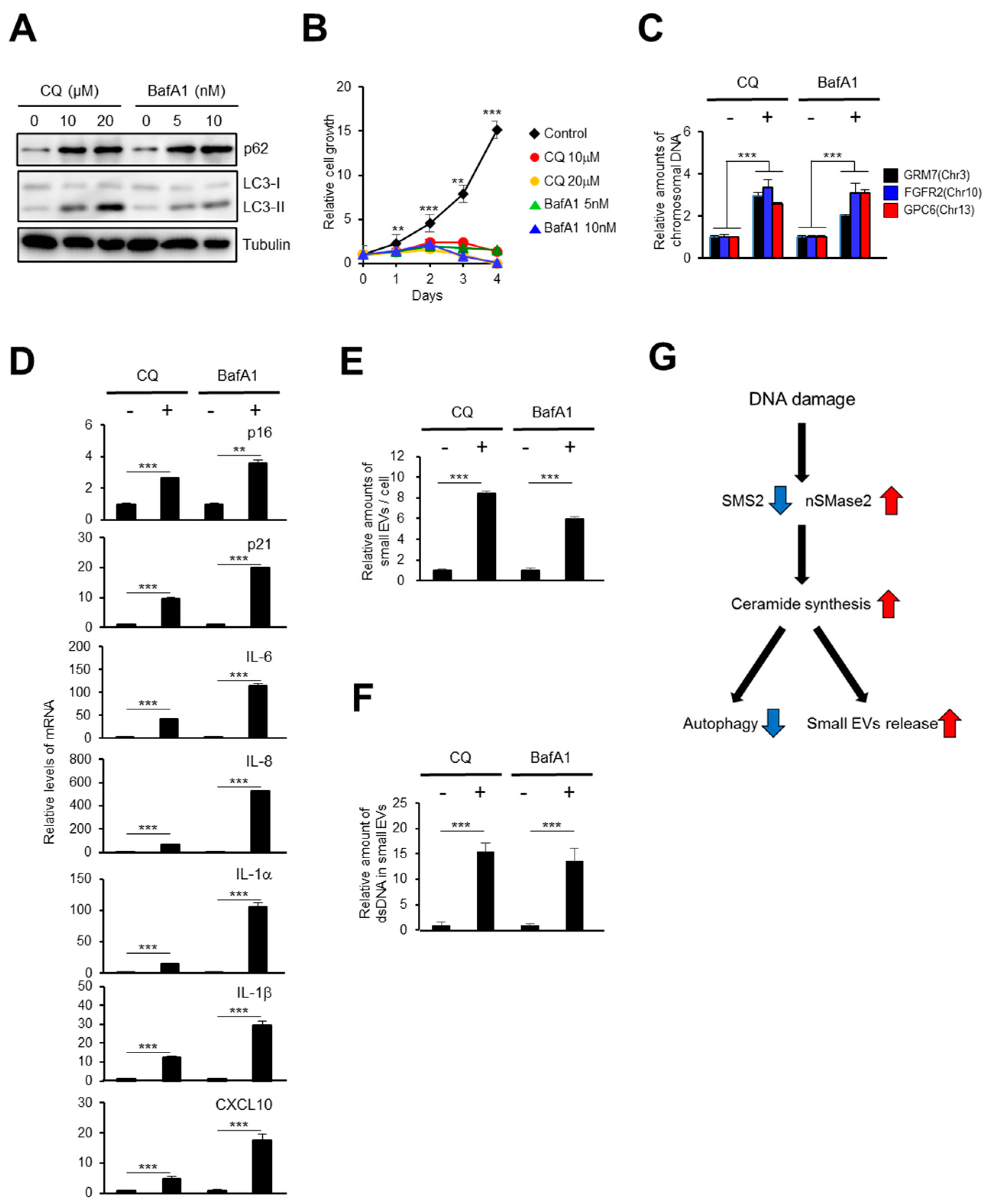 Ijms 21 03720 g004 Ijms 21 03720 g004