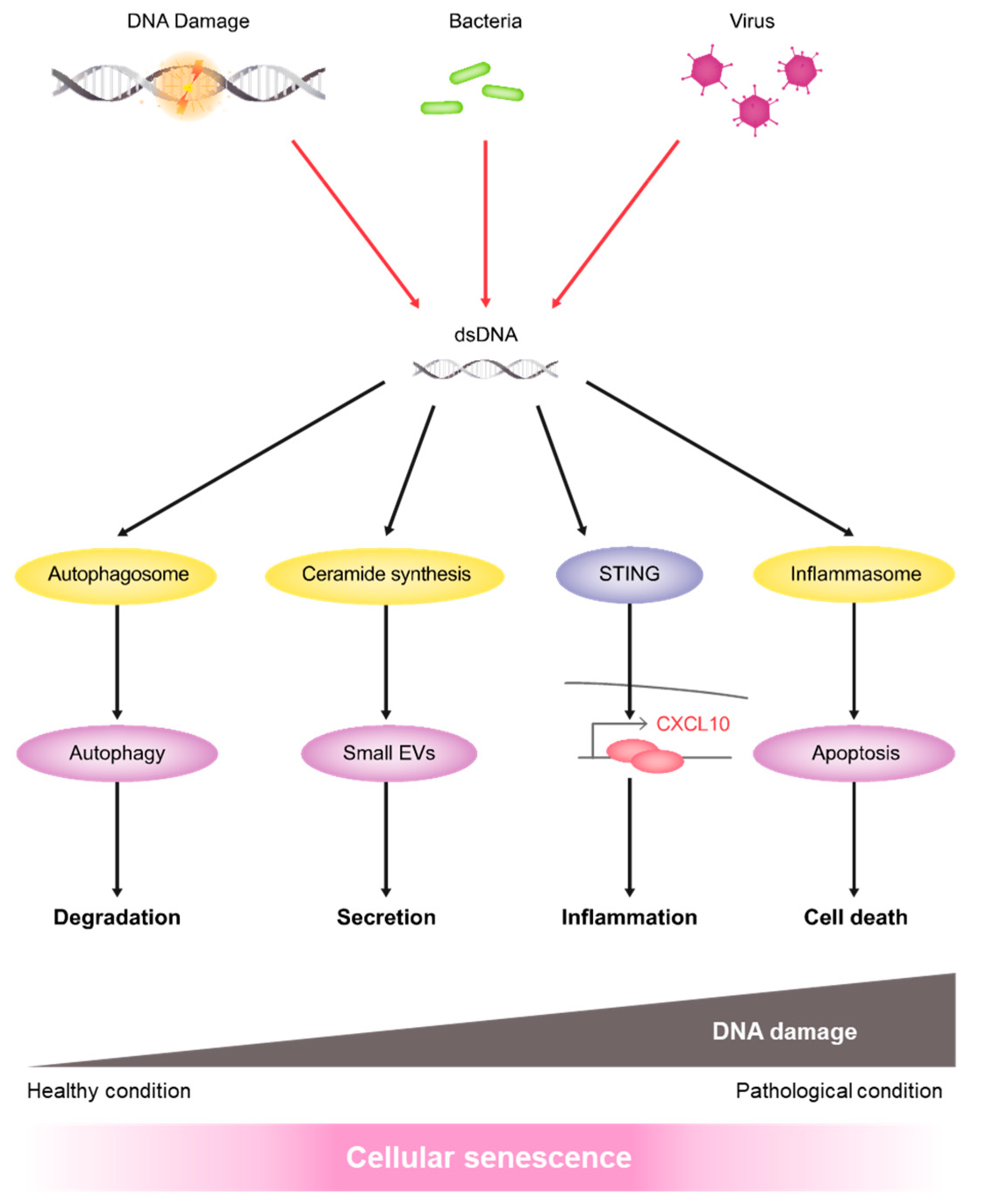 Ijms 21 03720 g006 Ijms 21 03720 g006