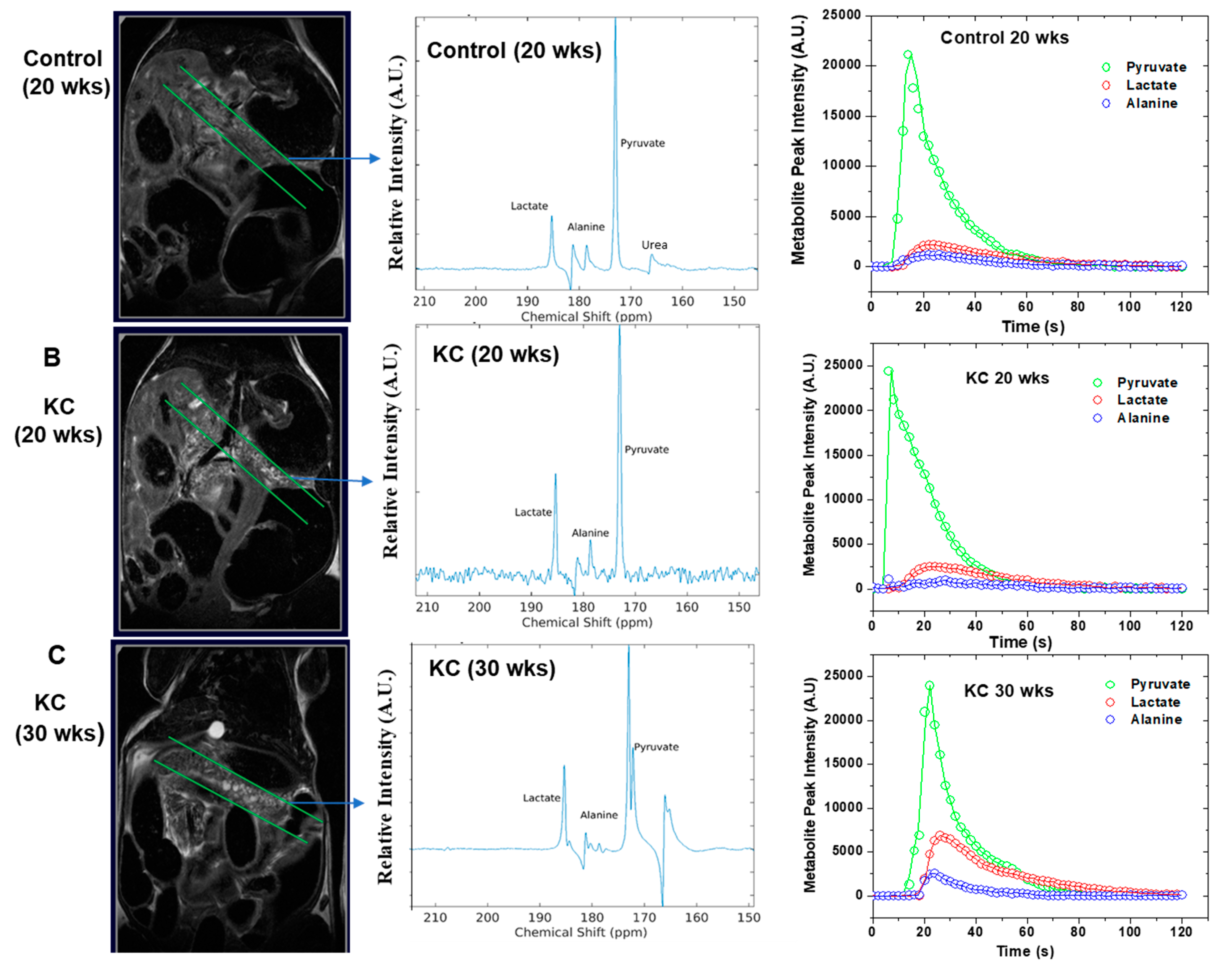 Ijms 21 03722 g003 Ijms 21 03722 g003