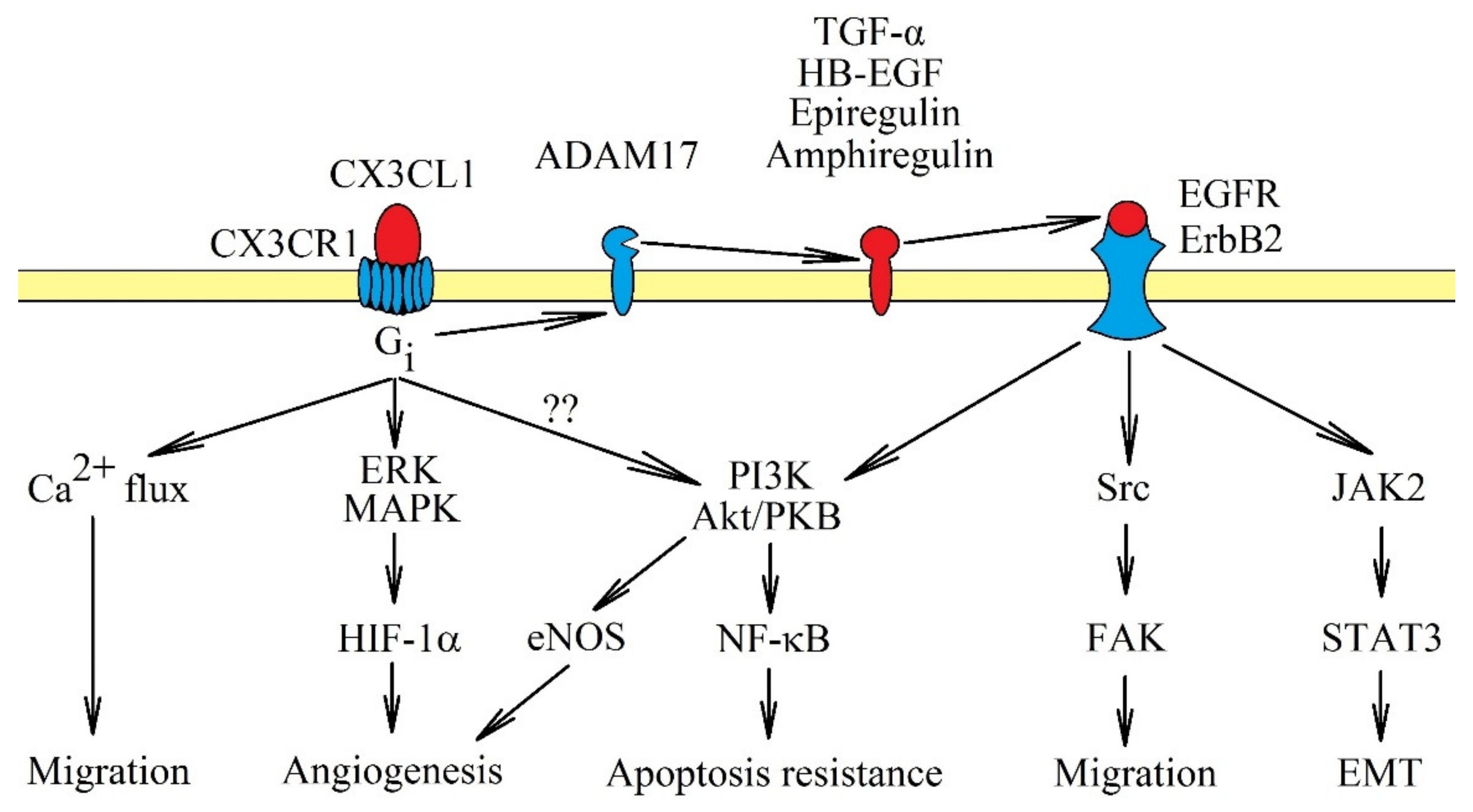 Ijms 21 03723 g001 Ijms 21 03723 g001