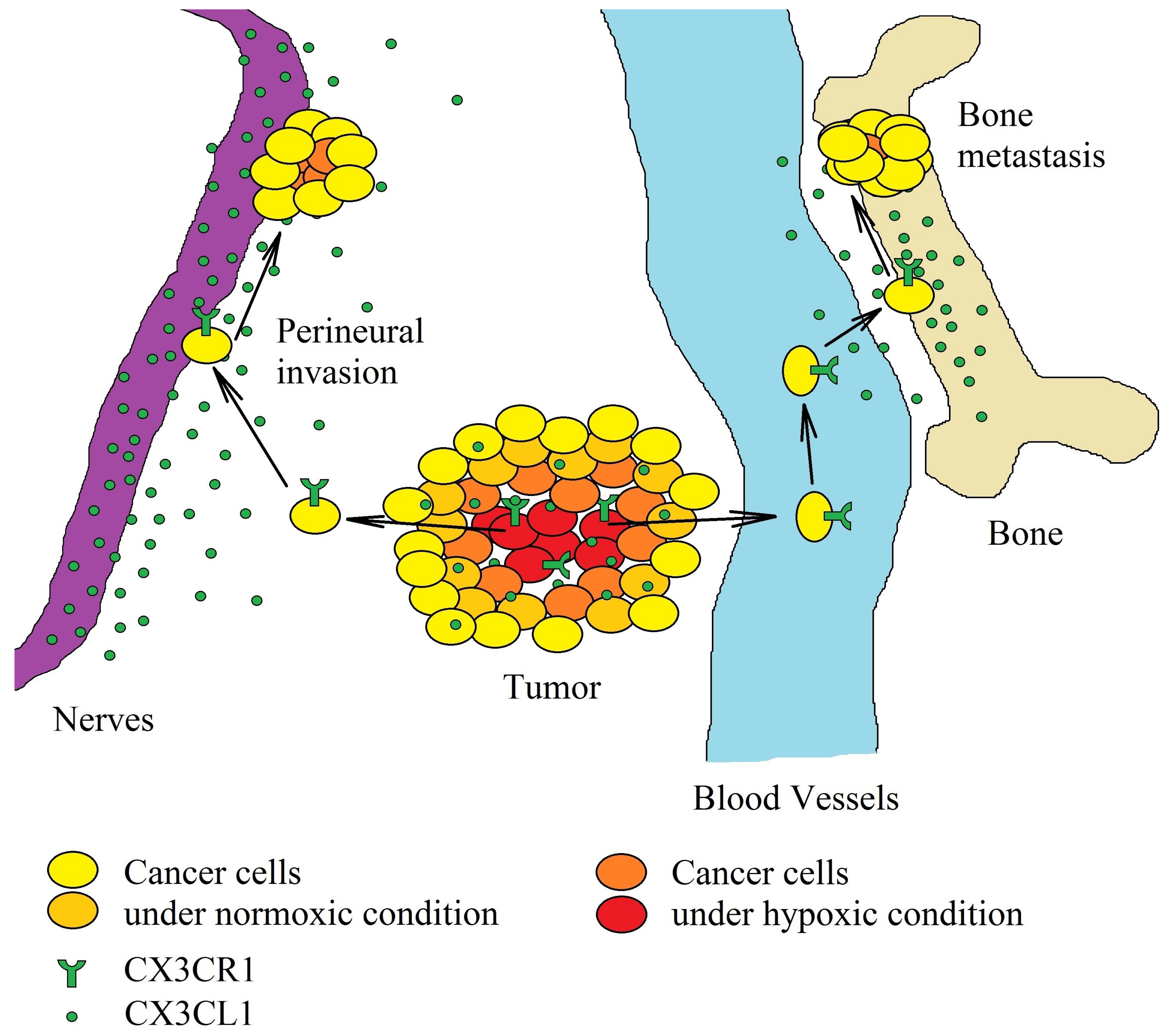 Ijms 21 03723 g003 Ijms 21 03723 g003