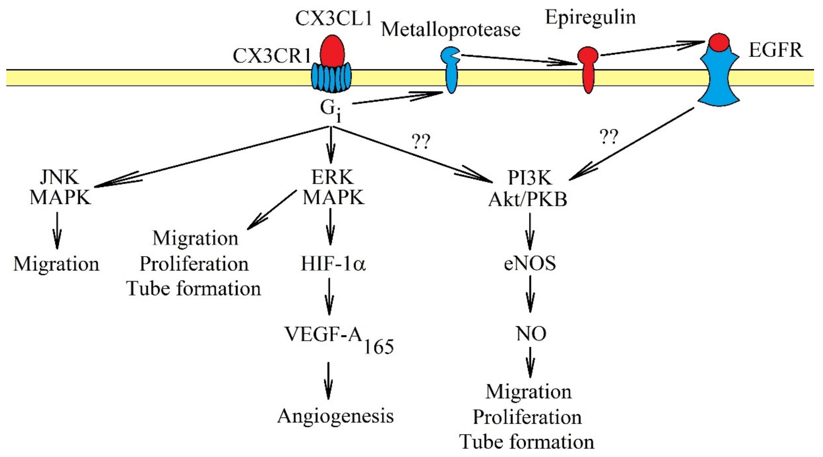 Ijms 21 03723 g004 Ijms 21 03723 g004