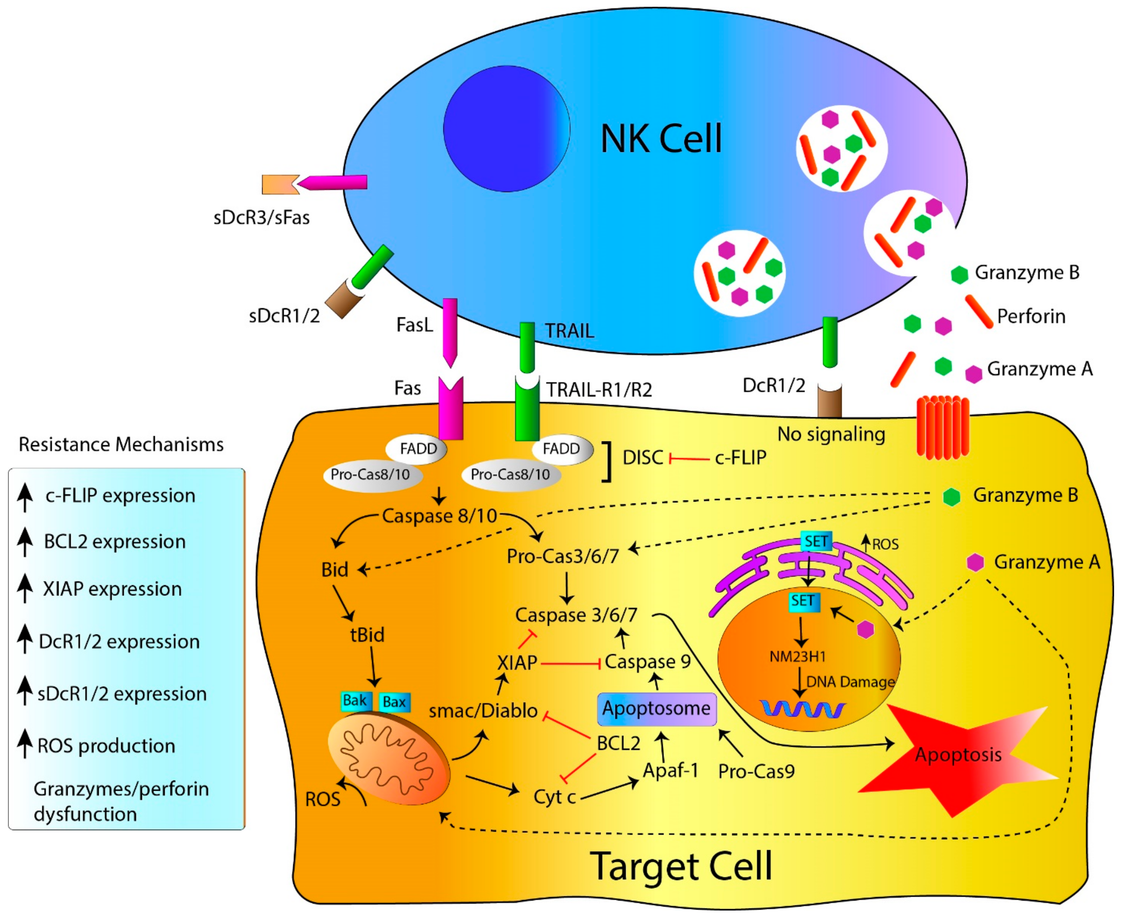 Резистентность клетки. Apoptosis mechanism. Гранзим перфориновый апоптоз. Fat apoptosis. Perforin/Granzyme Cell Death Pathway.