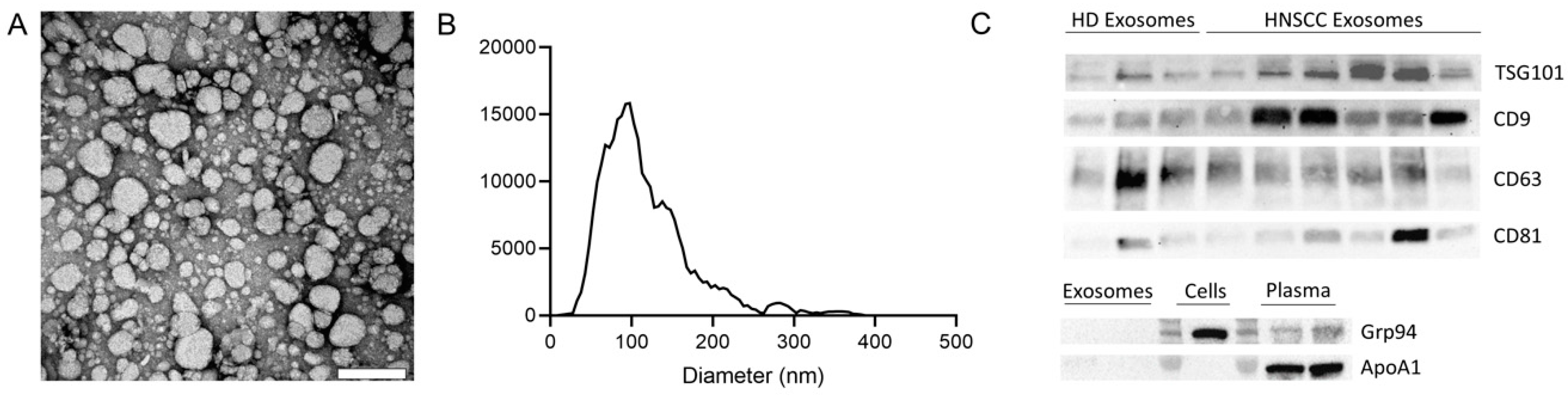 Ijms 21 03739 g001 Ijms 21 03739 g001