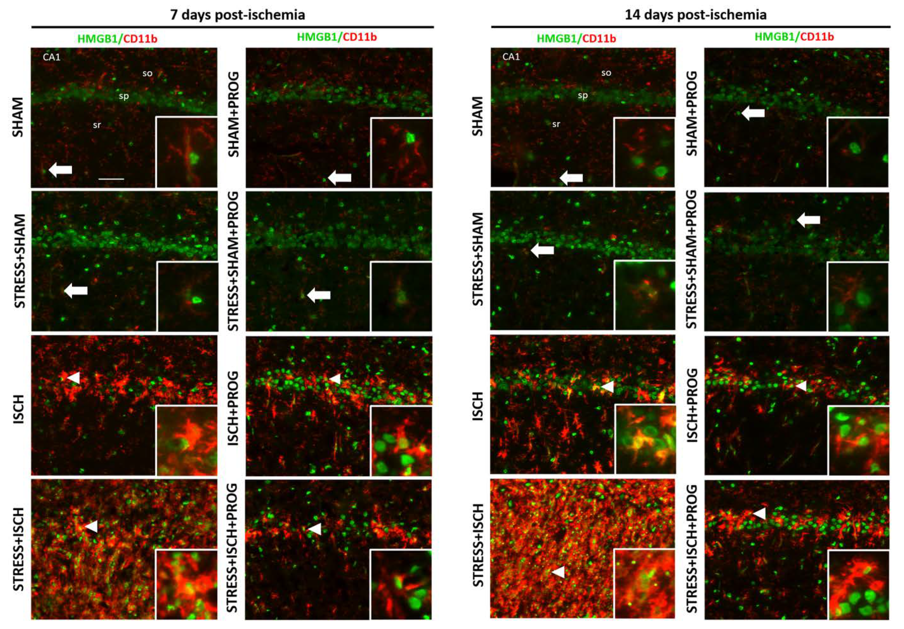 Ijms 21 03740 g002 Ijms 21 03740 g002