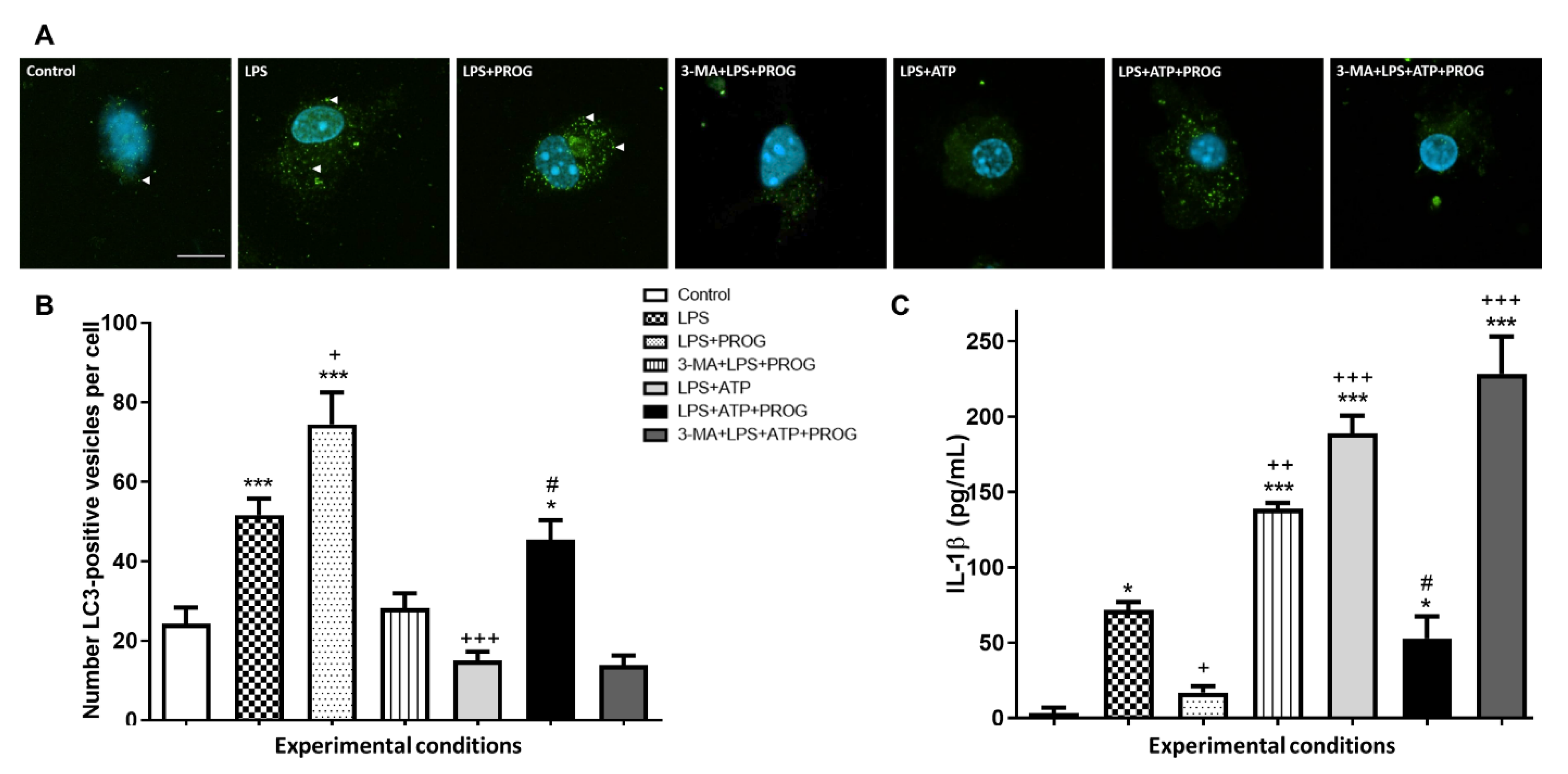 Ijms 21 03740 g005 Ijms 21 03740 g005