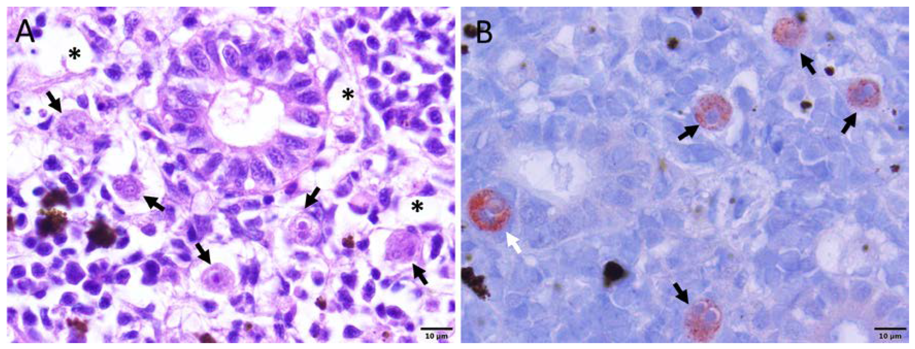 Ijms 21 03755 g002 Ijms 21 03755 g002