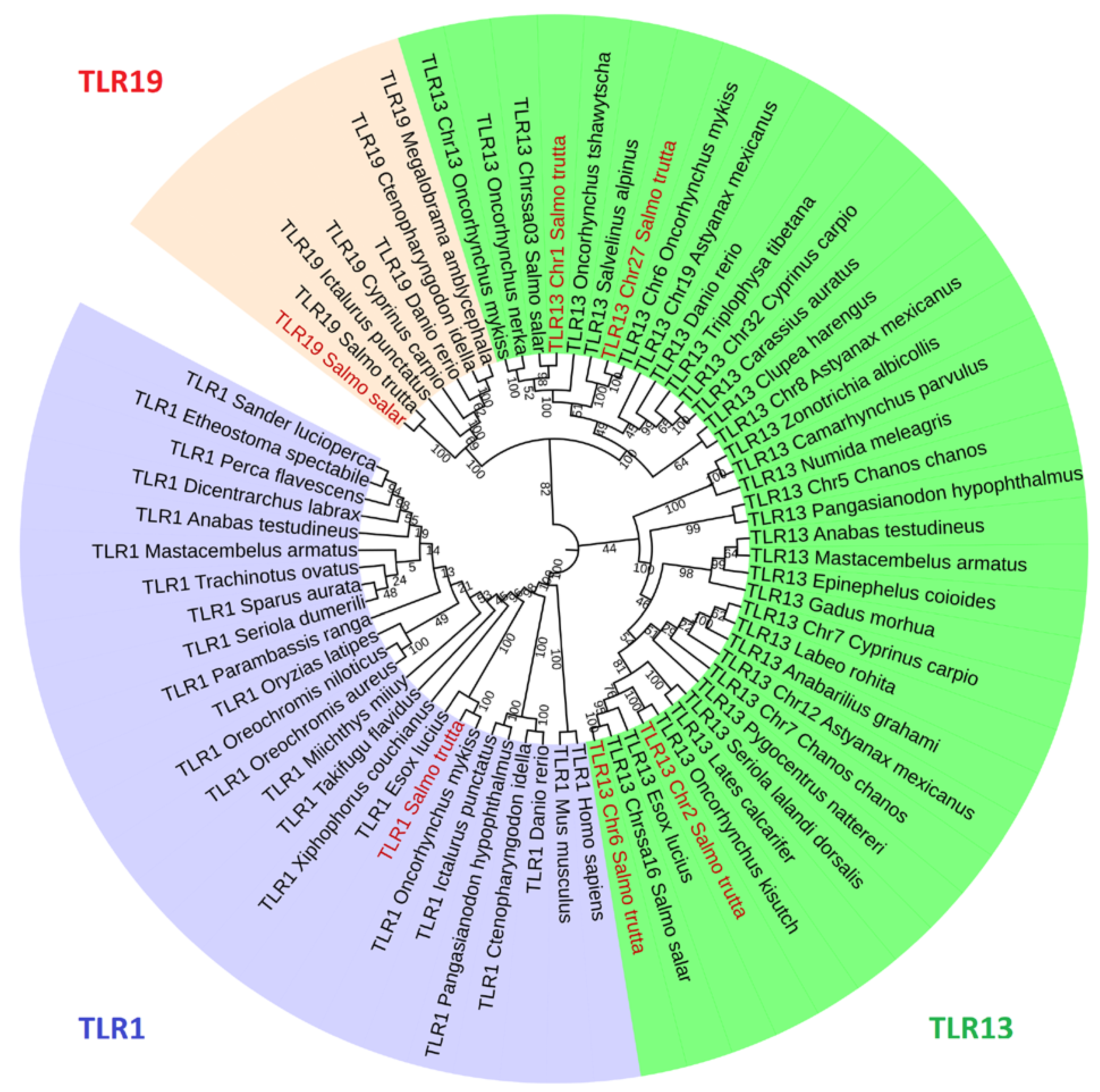 Ijms 21 03755 g005 Ijms 21 03755 g005