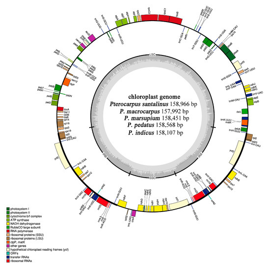 Comparative Analyses of Five Complete Chloroplast Genomes from the