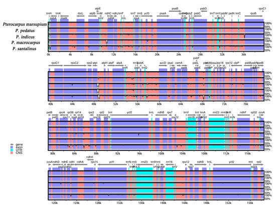 Comparative Analyses of Five Complete Chloroplast Genomes from the