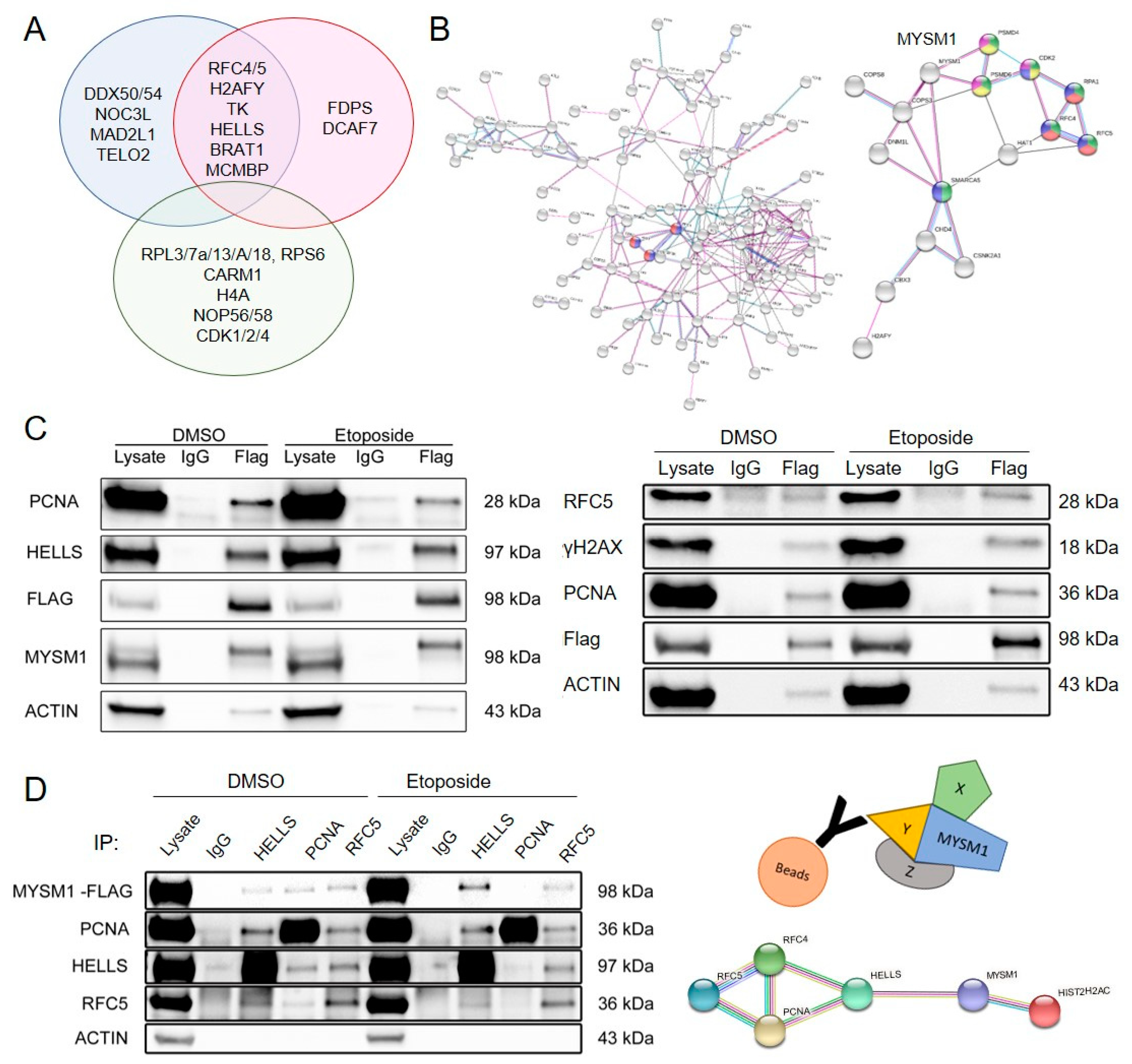 Ijms 21 03762 g003 Ijms 21 03762 g003