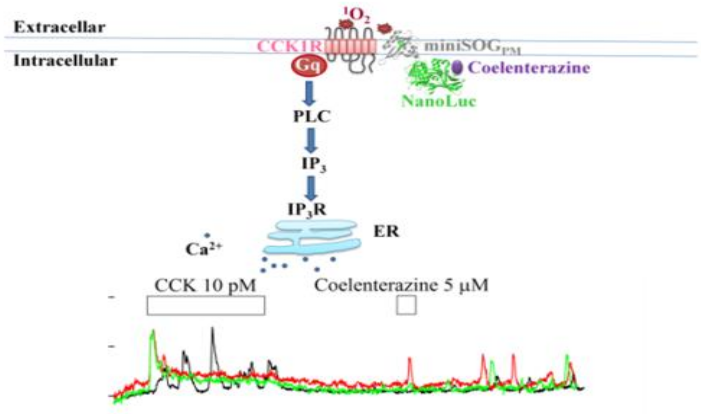 Ijms 21 03763 g003 Ijms 21 03763 g003