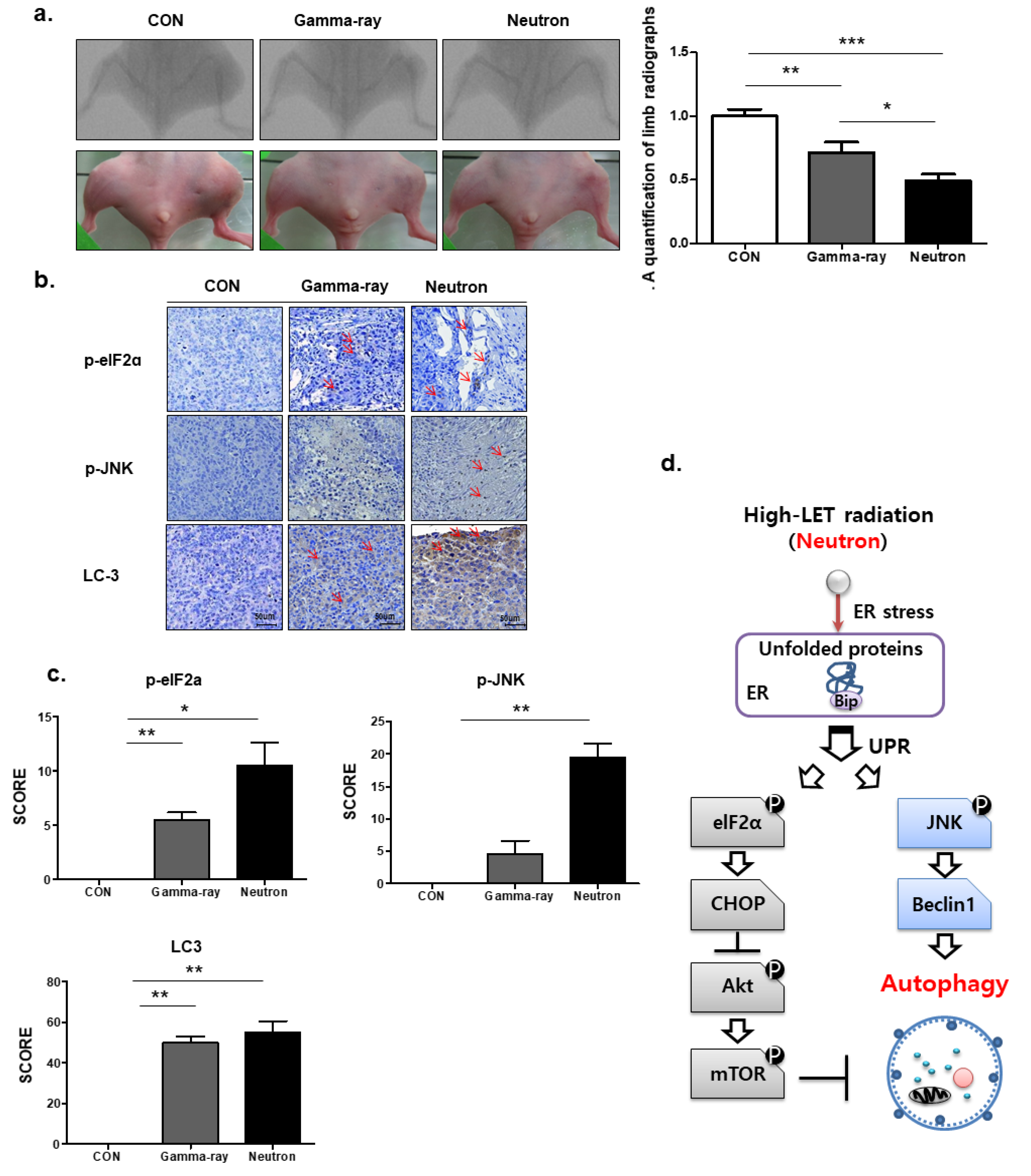 Ijms 21 03766 g005 Ijms 21 03766 g005
