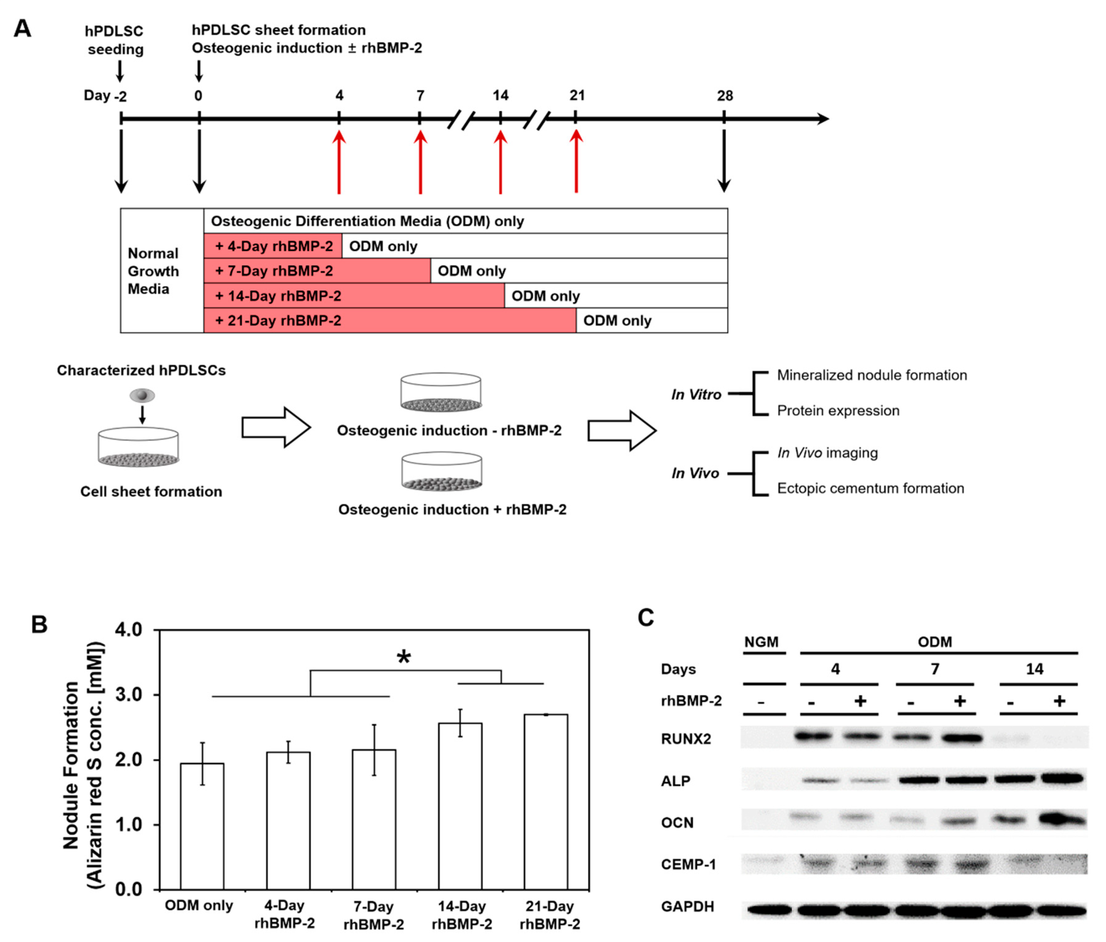 Ijms 21 03767 g002 Ijms 21 03767 g002