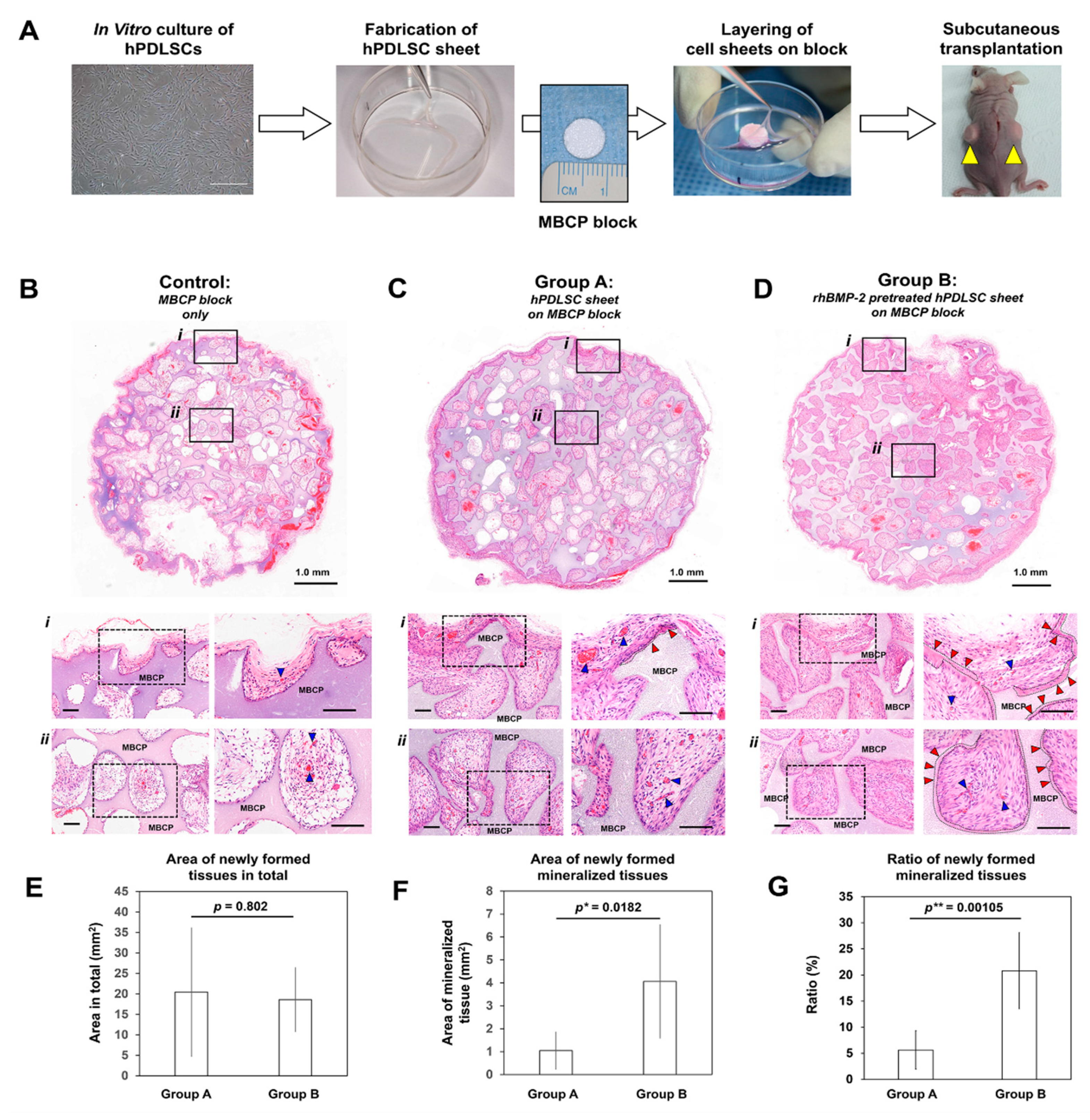 Ijms 21 03767 g003 Ijms 21 03767 g003