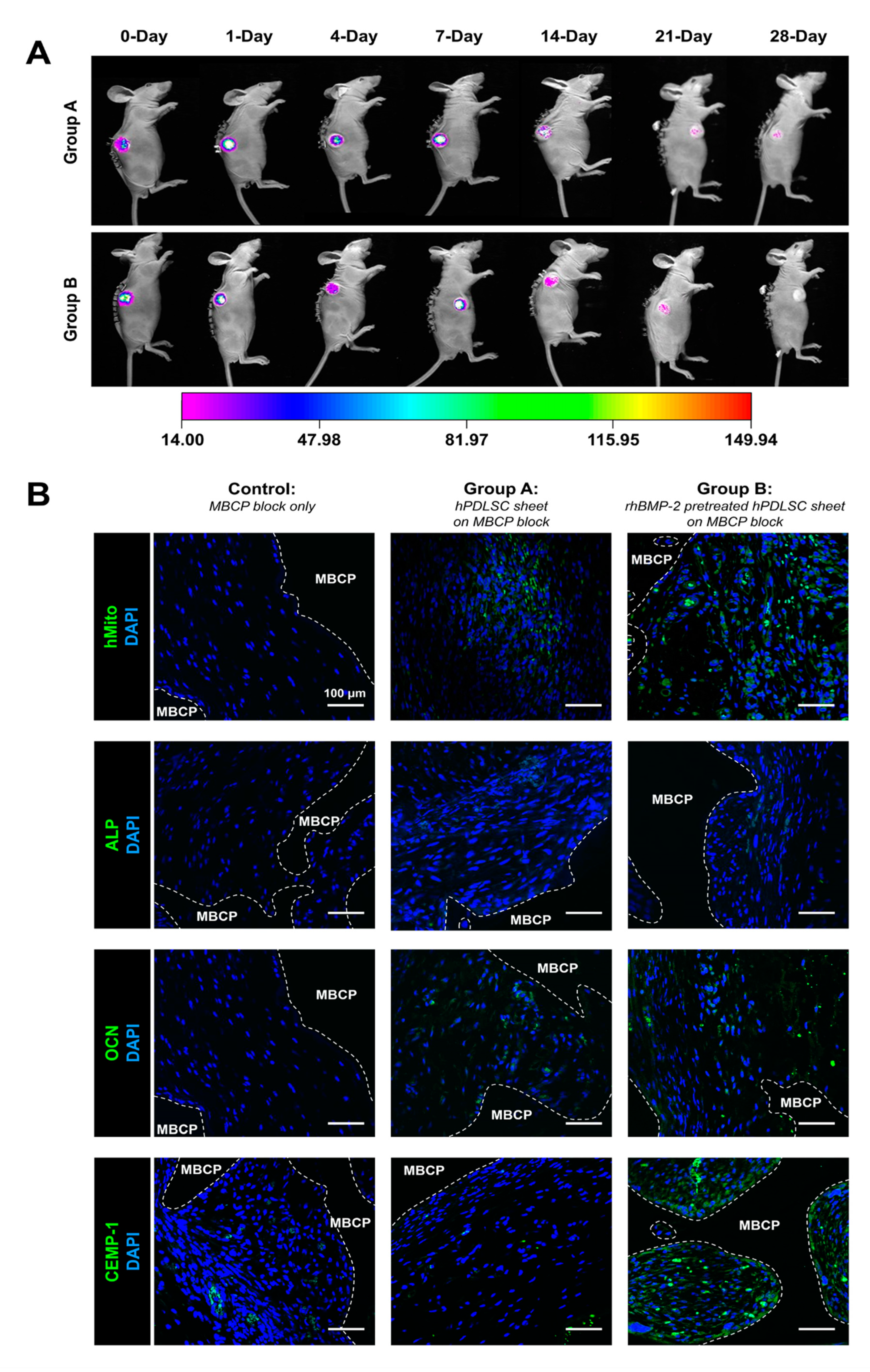 Ijms 21 03767 g005 Ijms 21 03767 g005